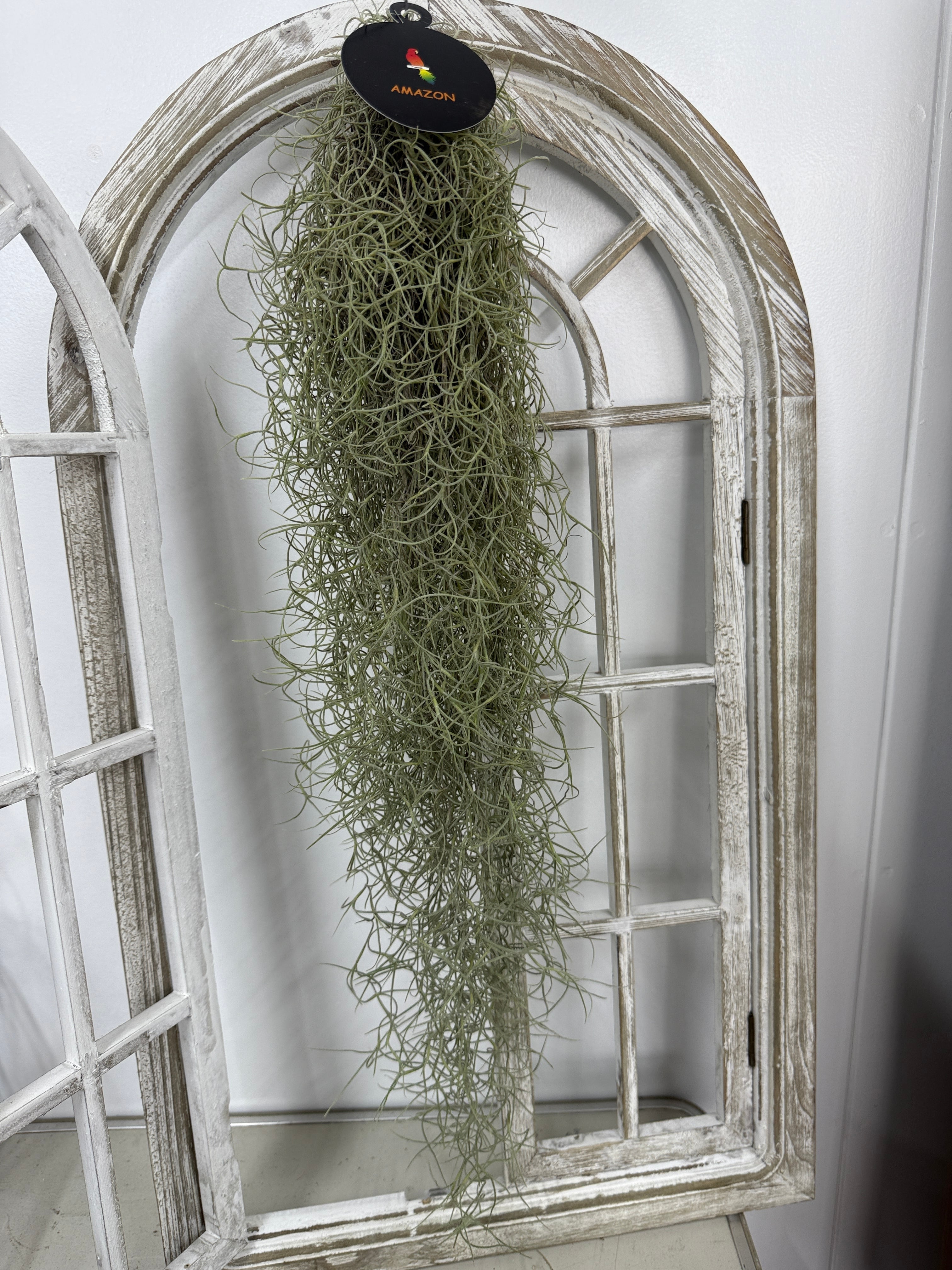 ★【癒しのカーテン】エアープランツ チランジア ウスネオイデス 長さ約60㎝※お任せ株