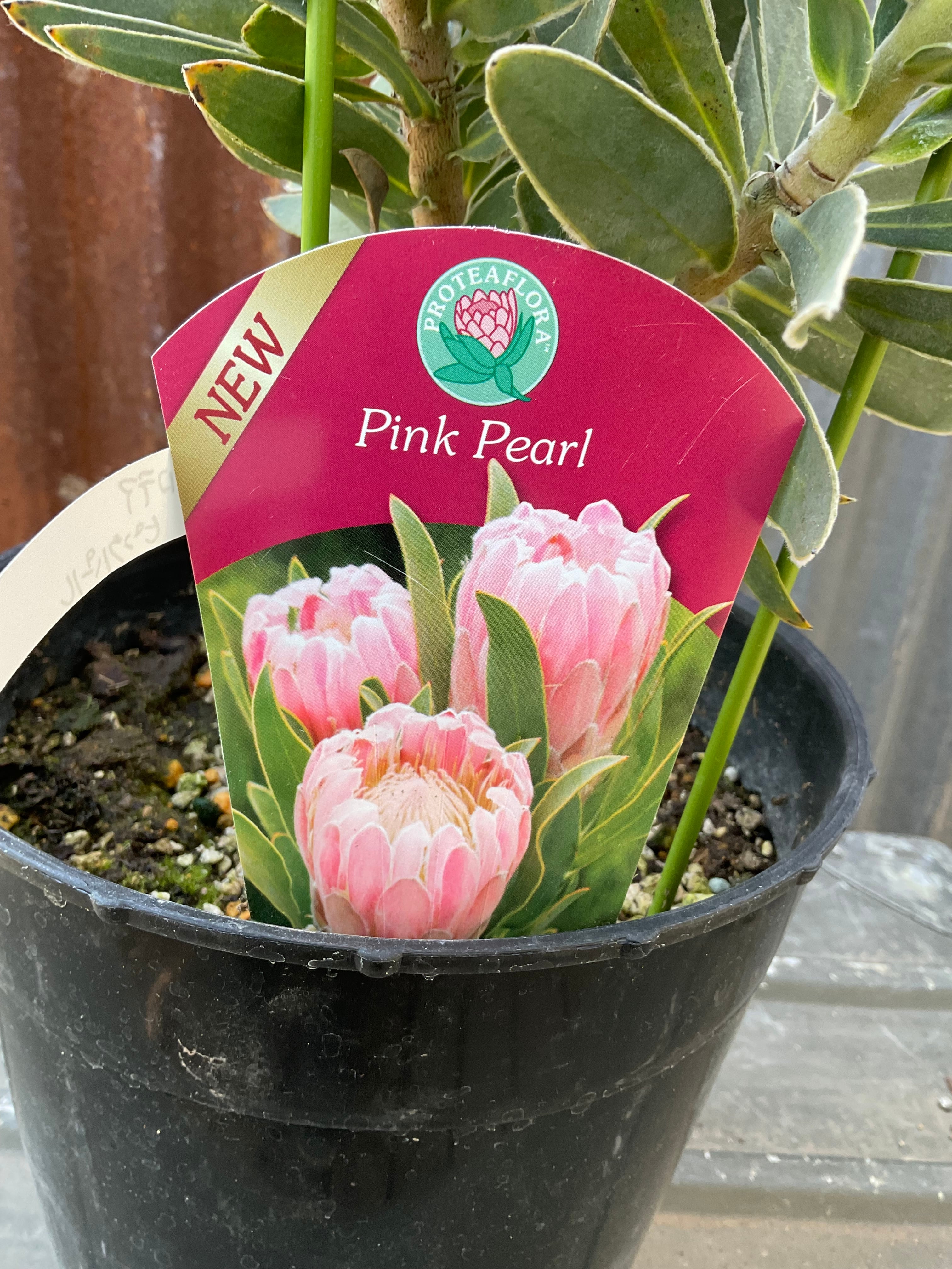 プロテア　ピンクパール　希少！ 園芸ネット本店｜[ザ・ファームセレクト][送料無料]プロテア：ピンク