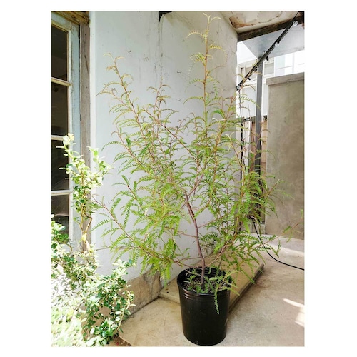 Grevillea 'Poorinda Peter'