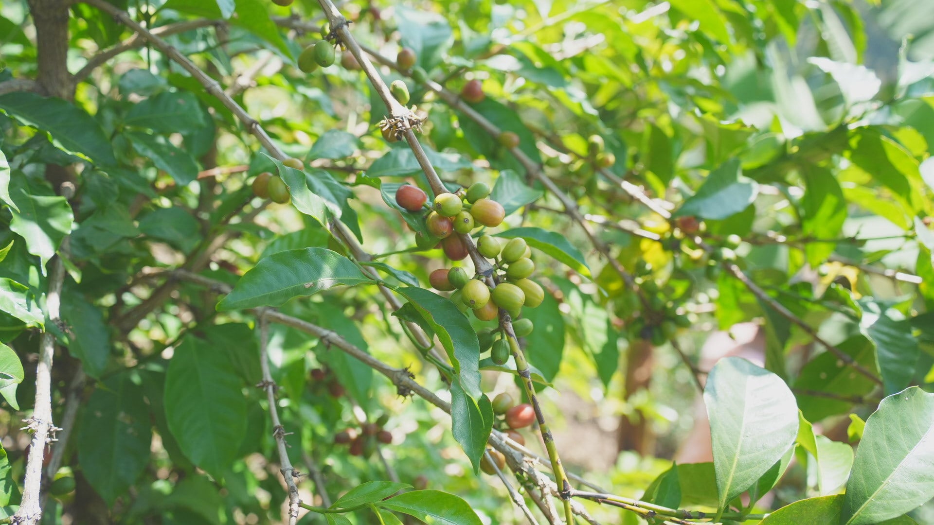 なつみ店長の浅煎り】新しいルワンダ（現地買い付け暮らしと珈琲専用