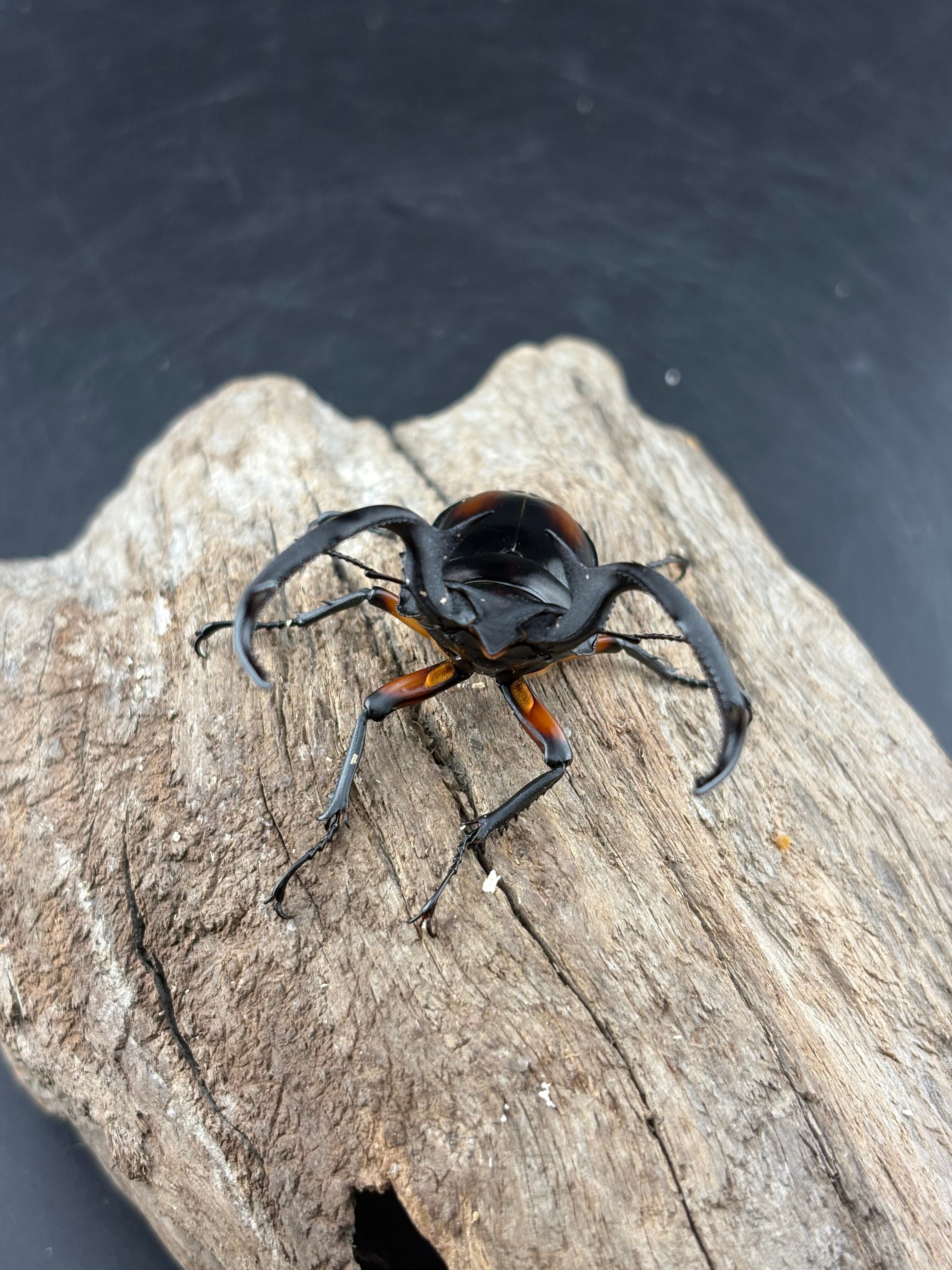 WF1】《ディディエールシカクワガタ 63.5mm ペア》Moro氏委託個体