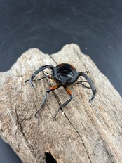 【WF1】《ディディエールシカクワガタ 63.5mm ペア》Moro氏委託個体