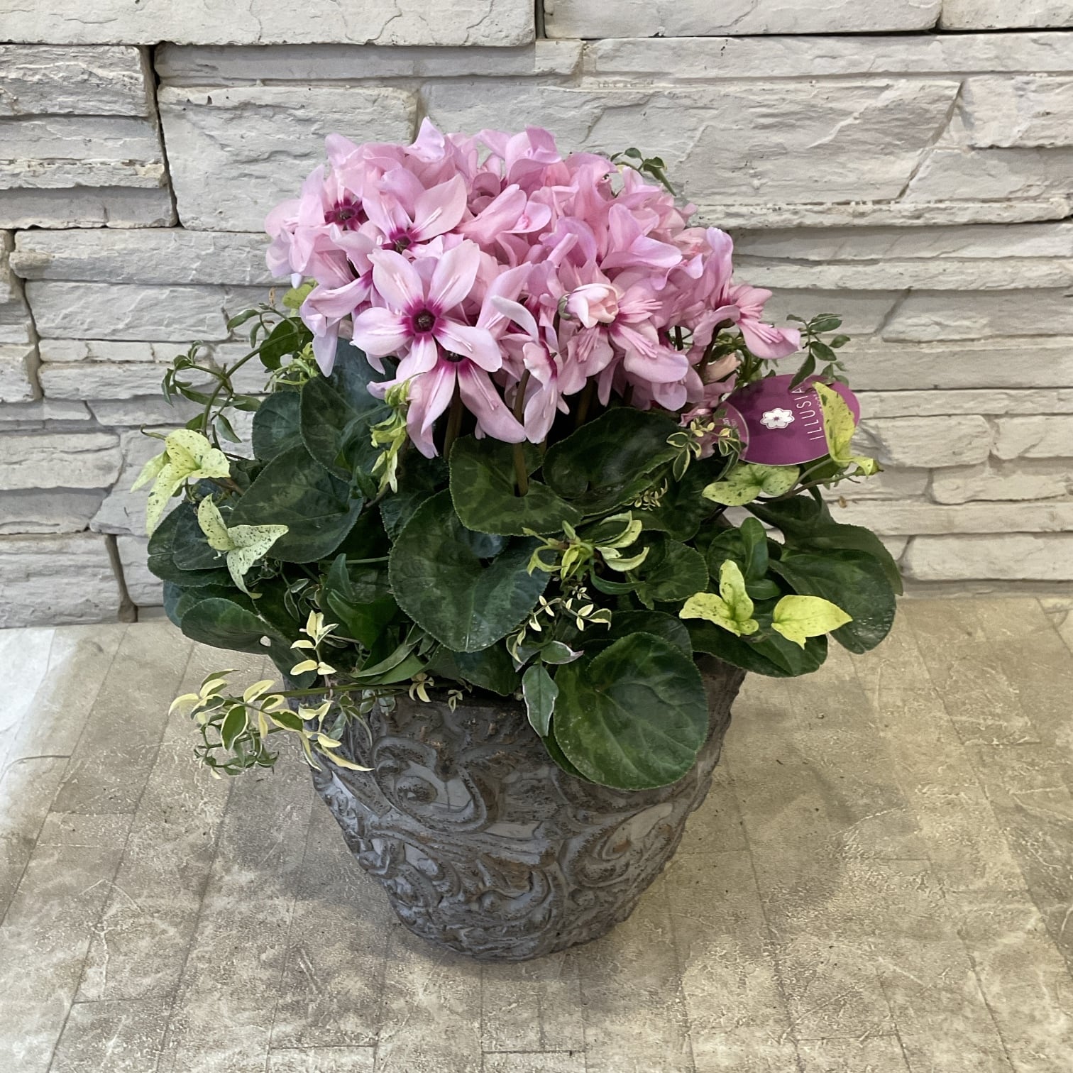 自分で作る作る寄せ植え花苗セット】シクラメンイリュージアの寄せ植え