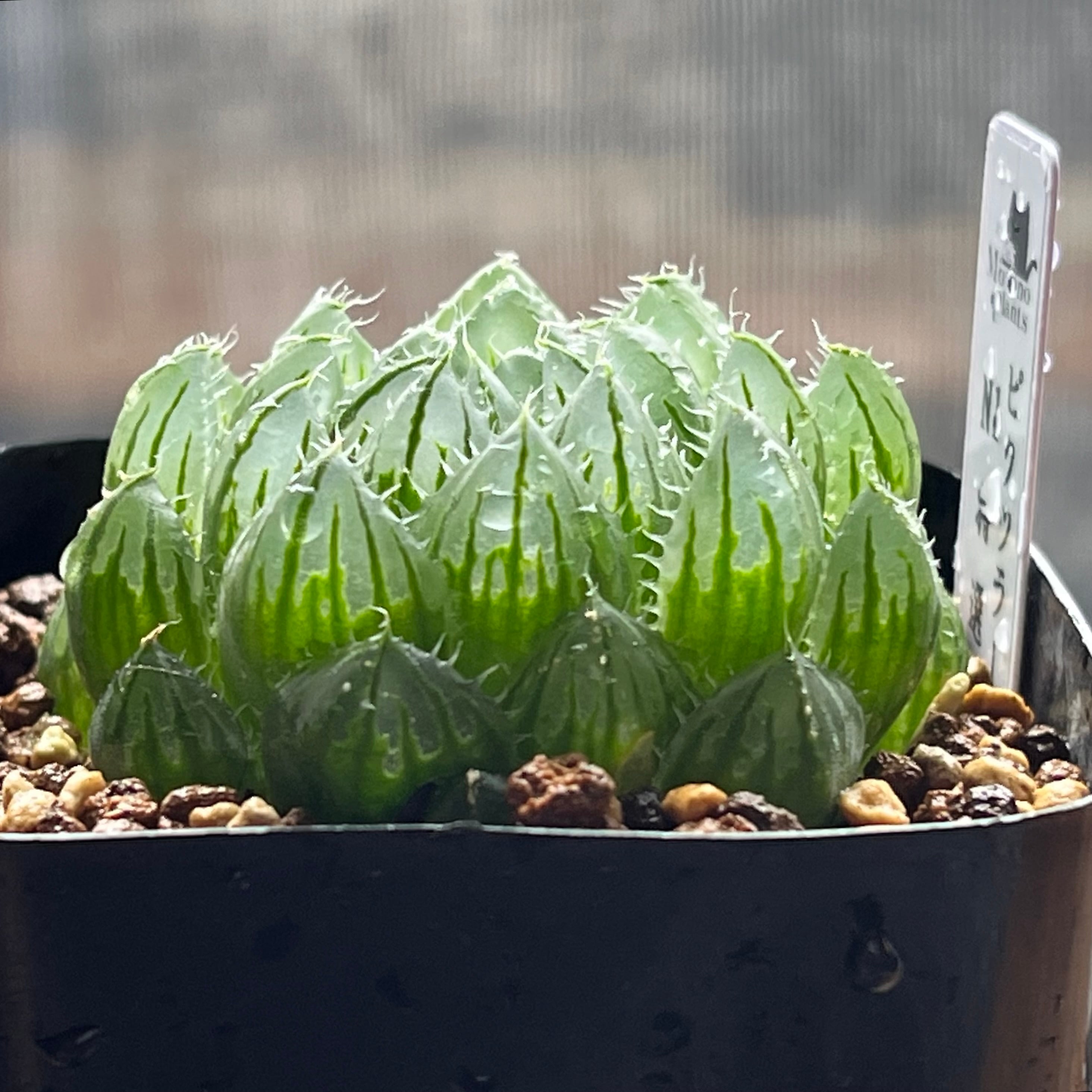 ハオルチア ピクツラータN1特選 | mocono_plants