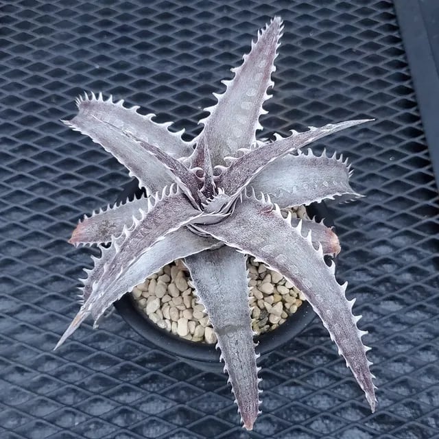 ディッキア他売ります。 Dyckia（ディッキア） | レアプランツ通販サイトPlants Maniax