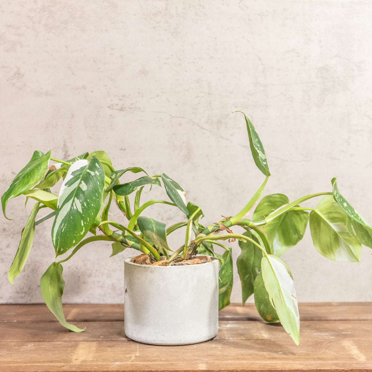 フィロデンドロン・ホワイトプリンセス|真っ白な斑入りの葉が印象的なエレガントな観葉植物【一点物モルタル鉢】