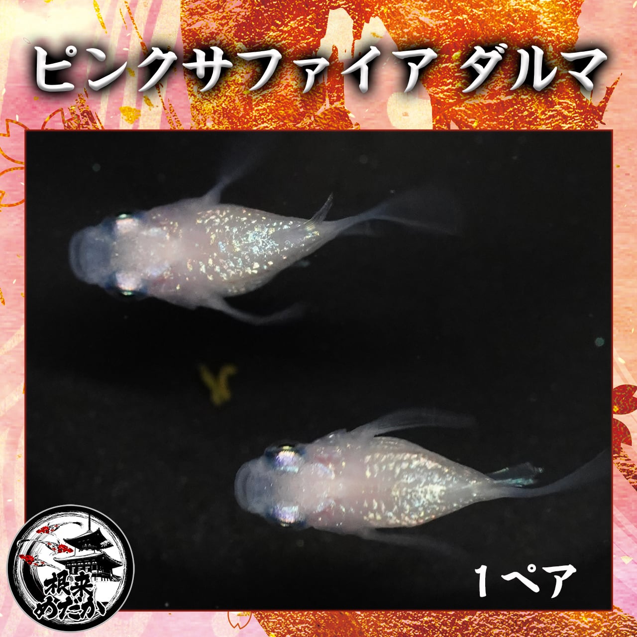 【1ペア】ピンクサファイアダルマ　