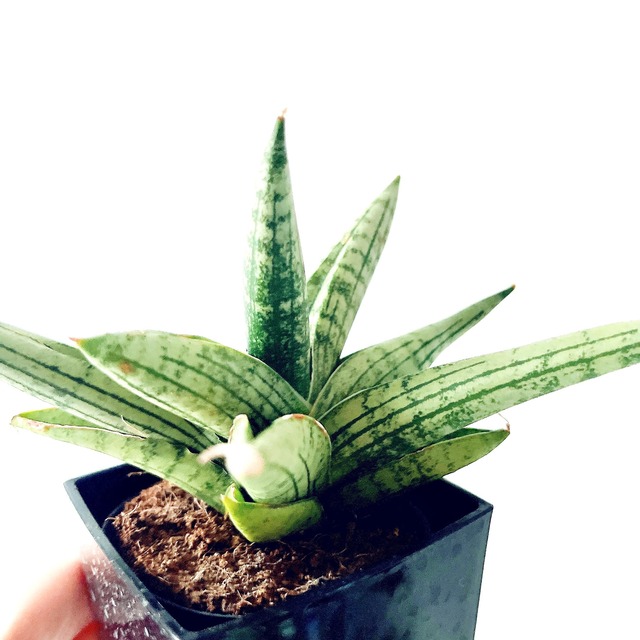 ◎希少植物 サンスベリア ヘリオスドワーフ｜3号鉢