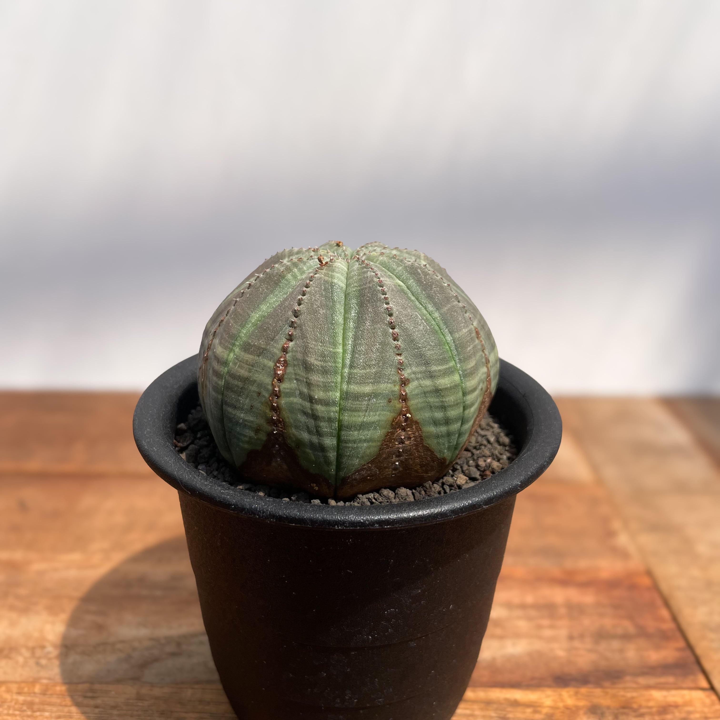 ユーフォルビア　パキポディオイデス　現地球　発根株　(鉢付き) 塊根植物 ユーフォルビア パキポディオイデス 現地球 発根株 (鉢付き