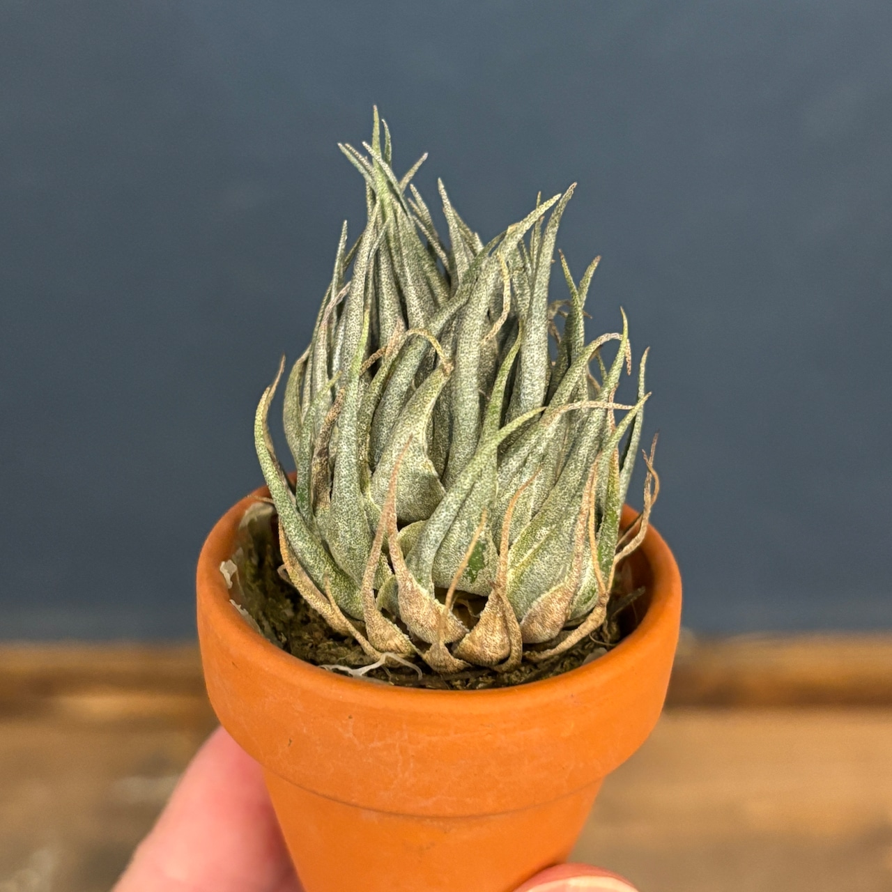 【BASE抽選販売(限定価格)】 チランジア　カウツキー