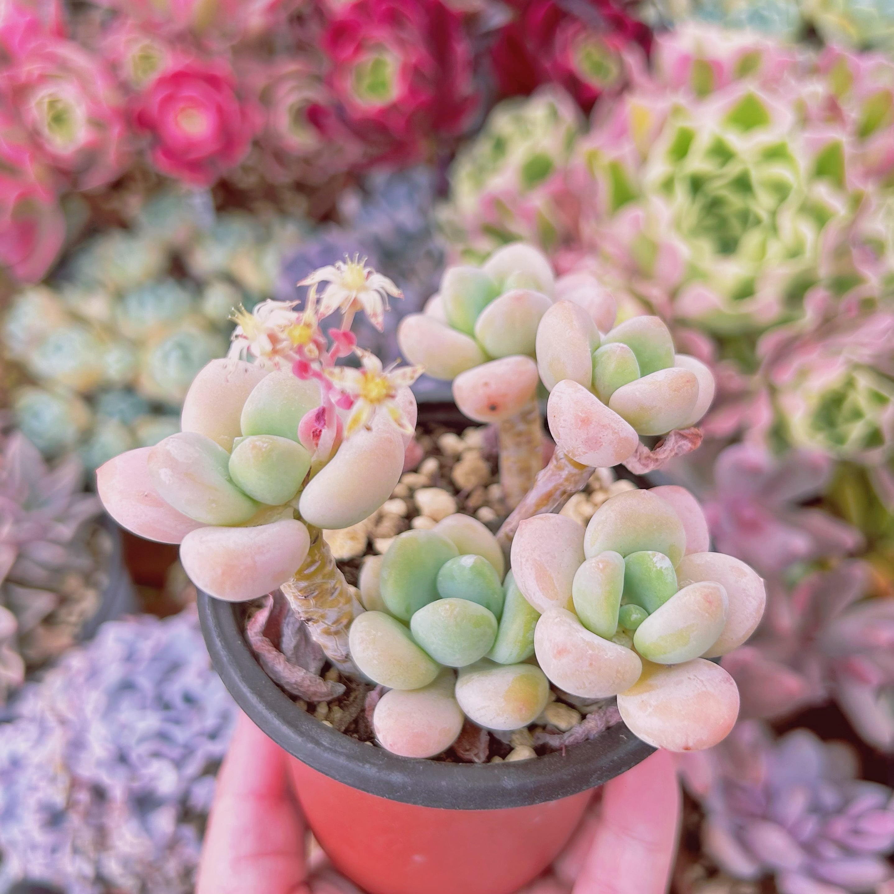 現物 多肉植物 シャボン玉 抜き苗 | るる農園~多肉植物専門