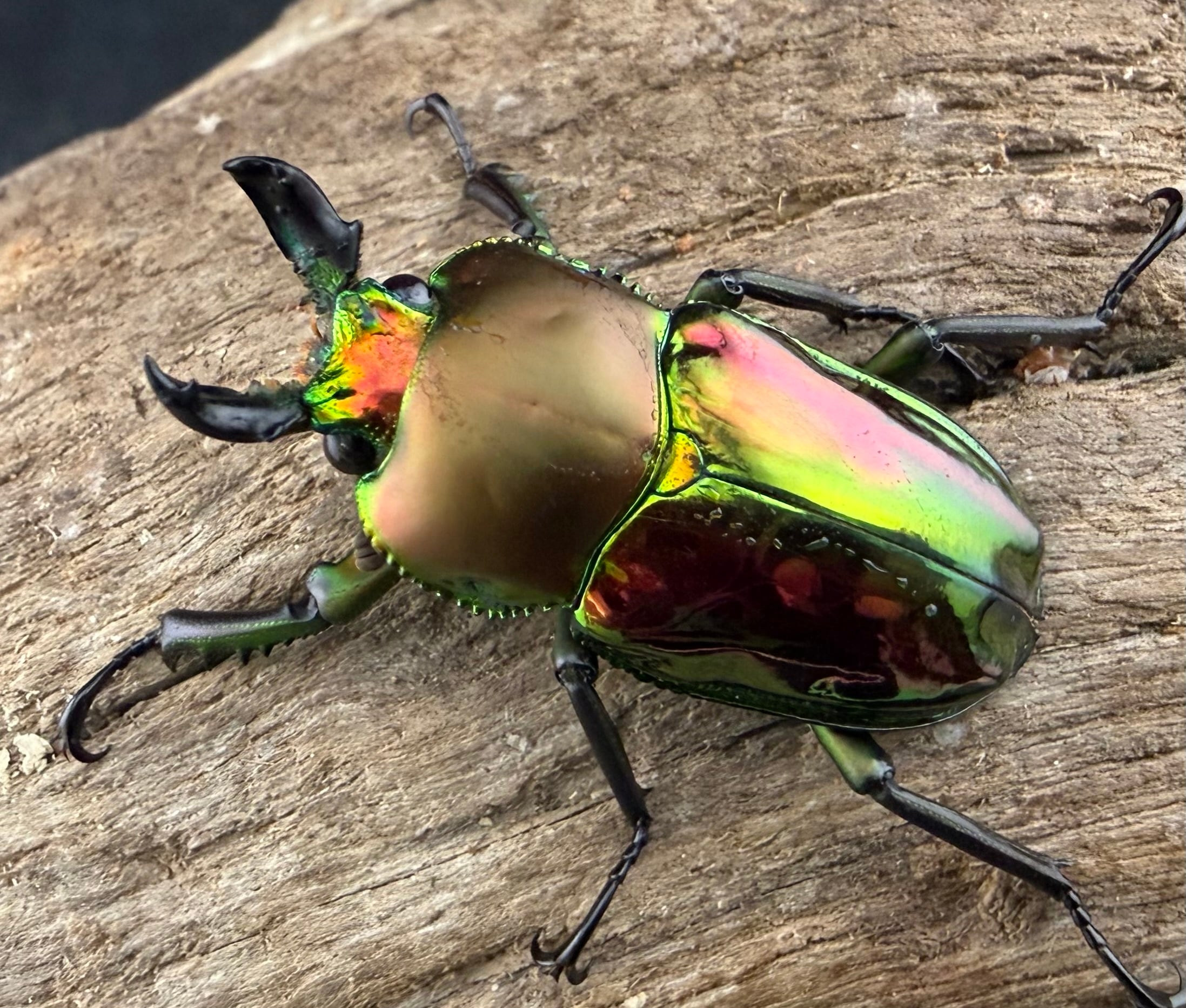 クワガタ 32.3 ㎜ ］大型個体は特に魅力的！ | Project WILD MUSEUM クワガタ大図鑑