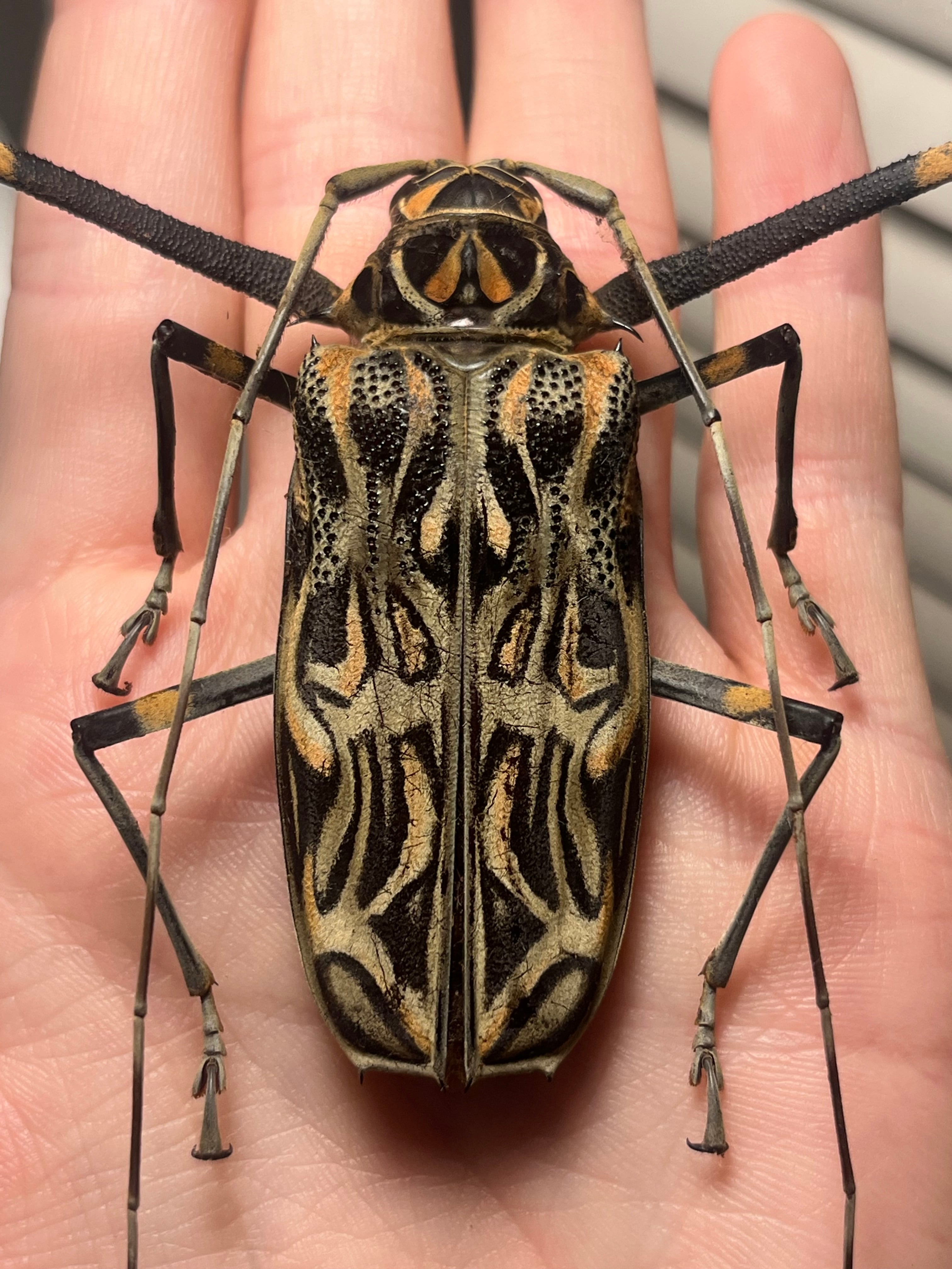 68mm♀】テナガカミキリ 昆虫標本甲虫ハムシサソリタランチュラムカデ