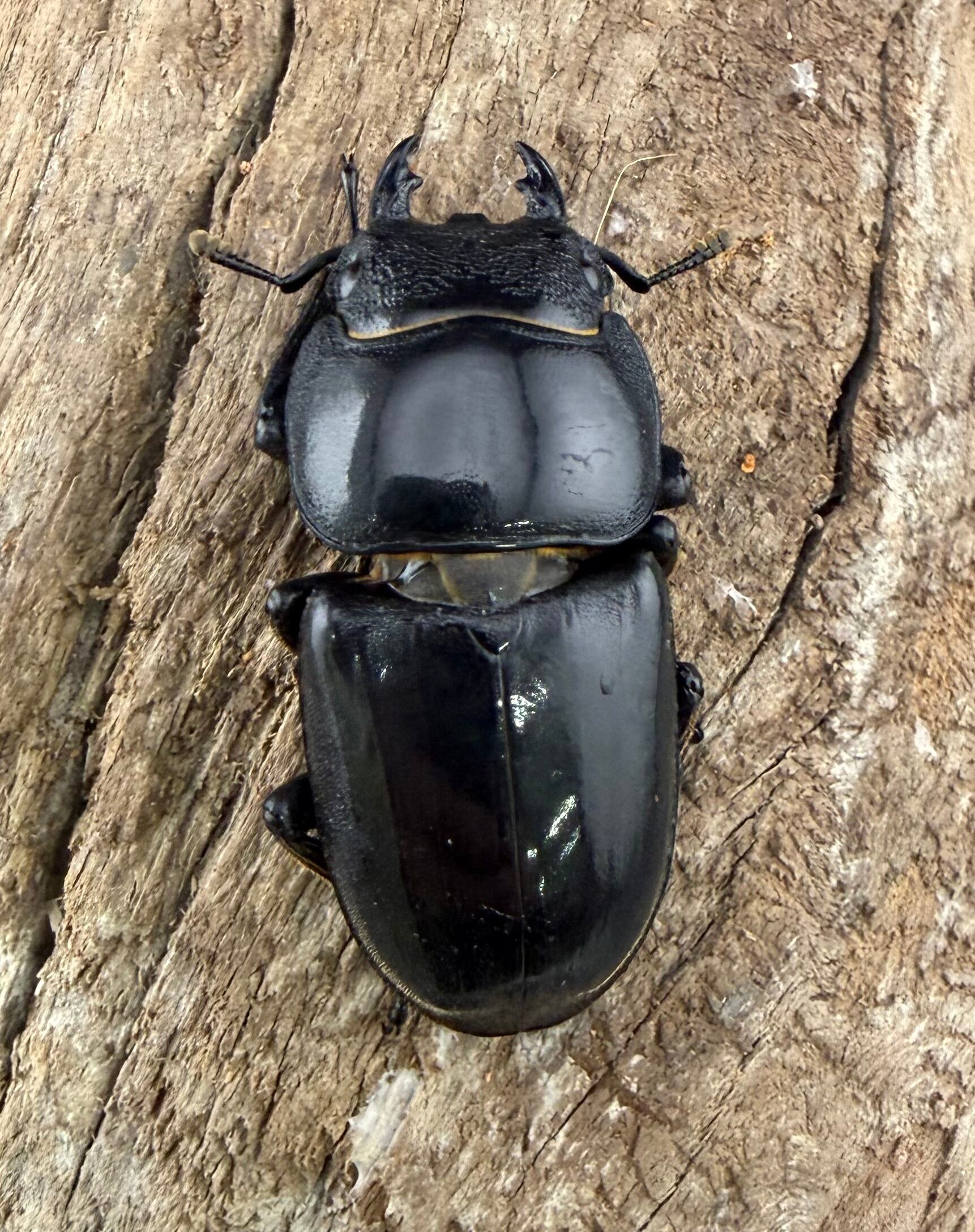 パラワンオオヒラタ マンタリガハン産 101.5mm ペア》 | KPW公式