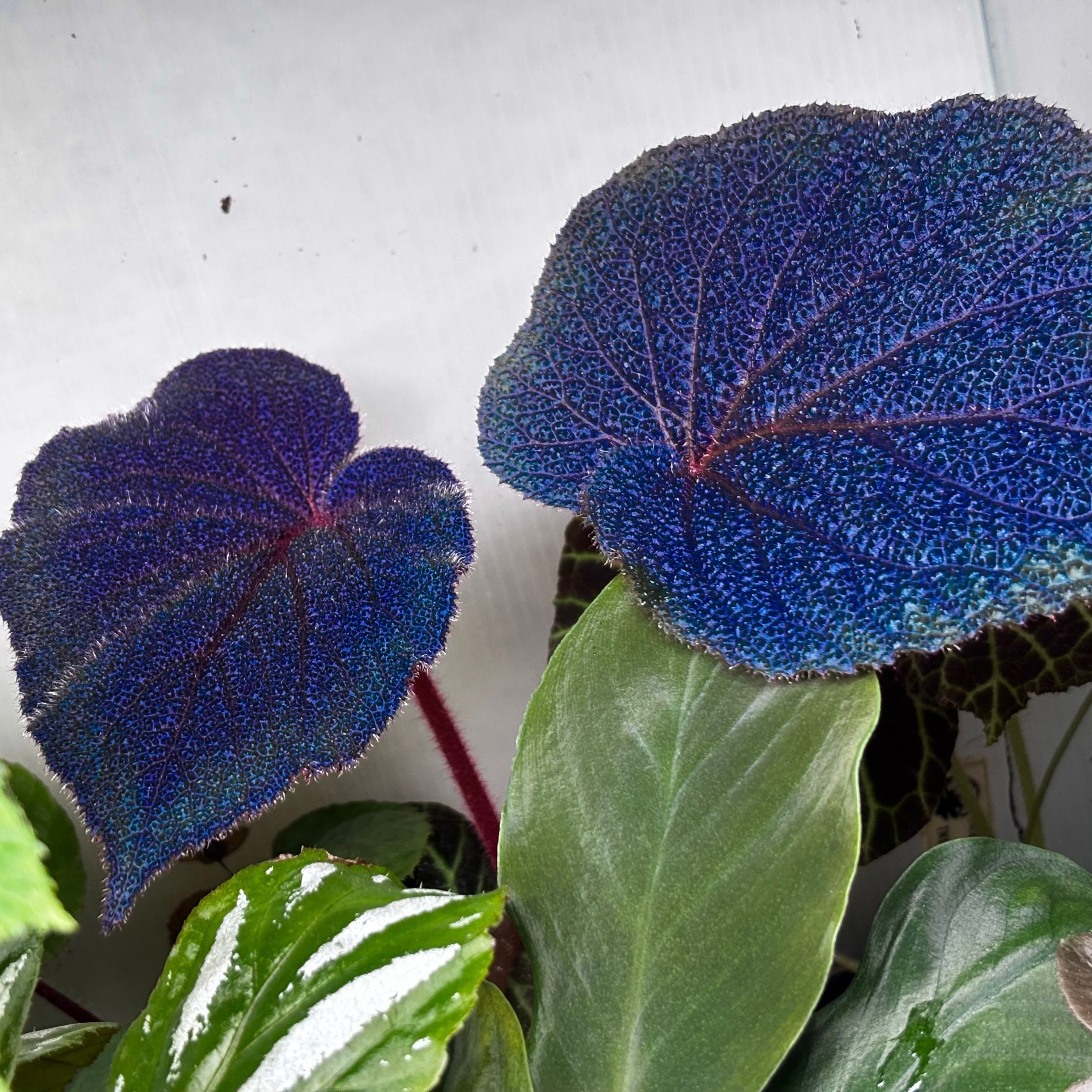 熱帯雨林植物専門店 トイ吉園芸