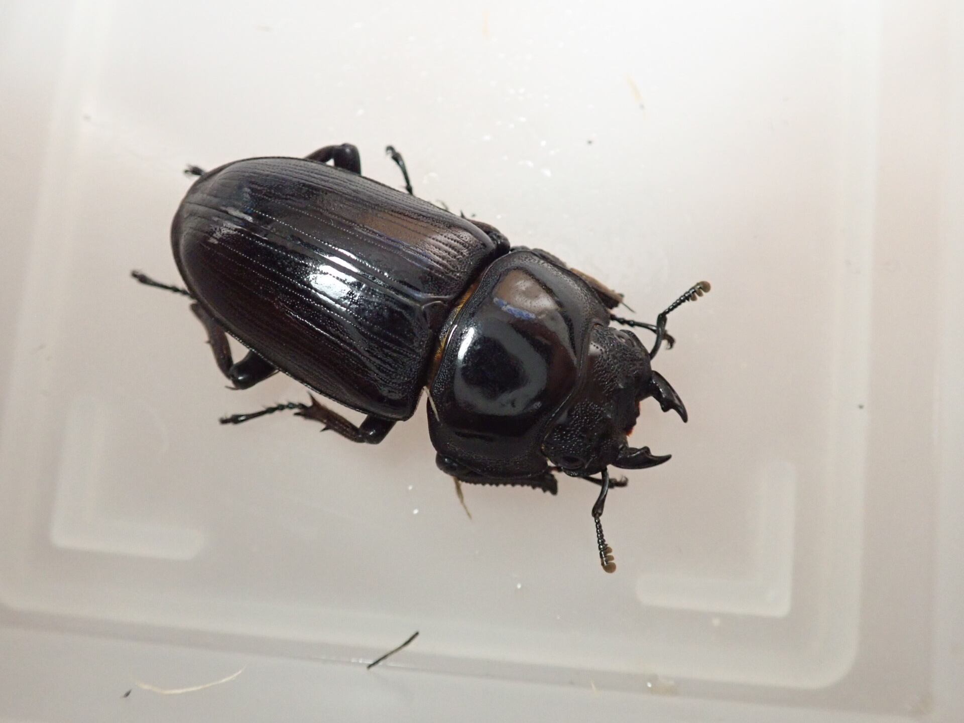 自己採集からの累代】オオクワガタ 福島県 〜産 成虫♂70mm♀46mmペア 