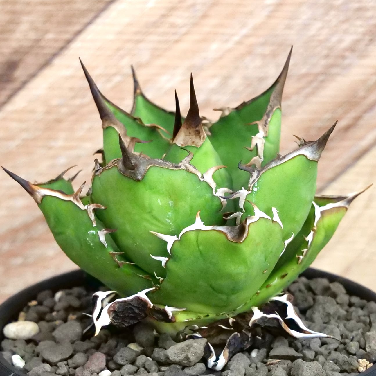 Agave utahensis eborispina アガベ エボリスピナ（実生3年） / 中株