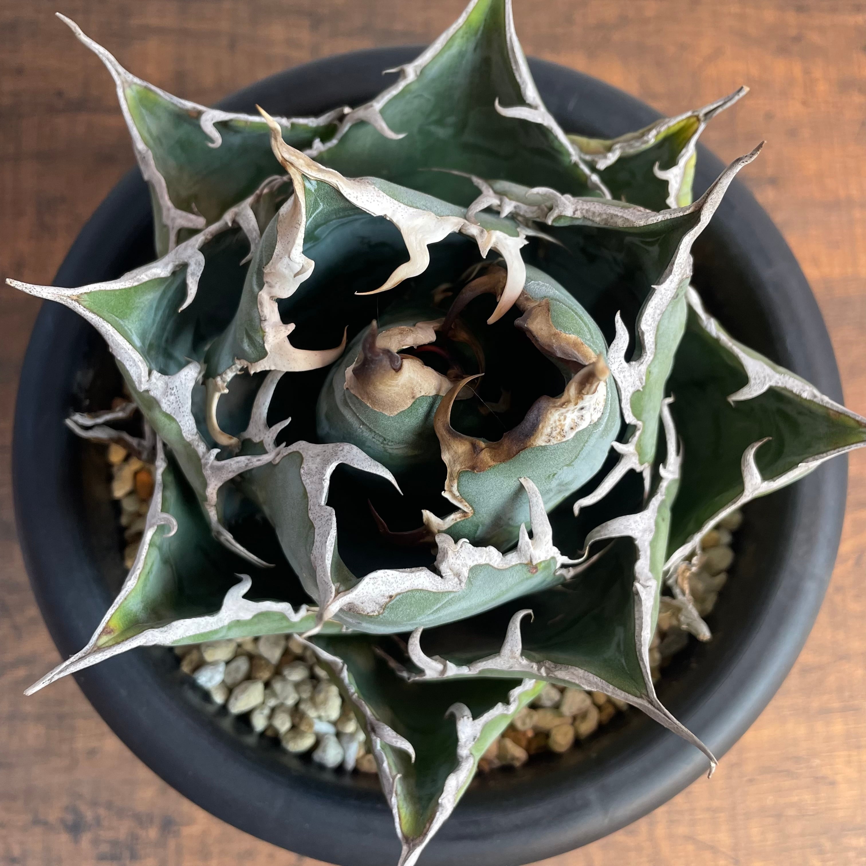 ボール型　白鯨　子株　山盛り　Agave titanota