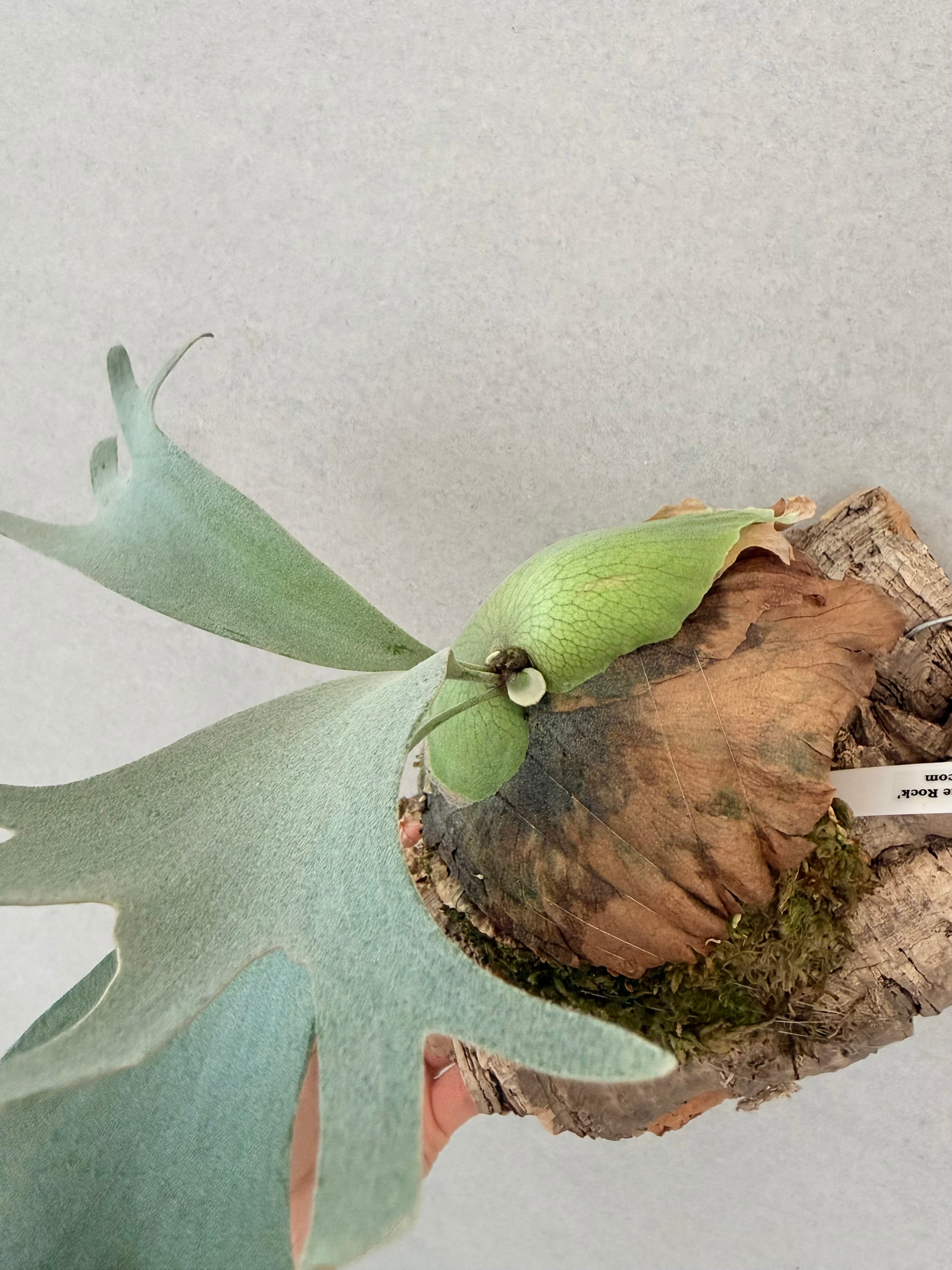 a) P. willinckii 'Blue Rock' ビカクシダ ウィリンキー 'ブルーロック