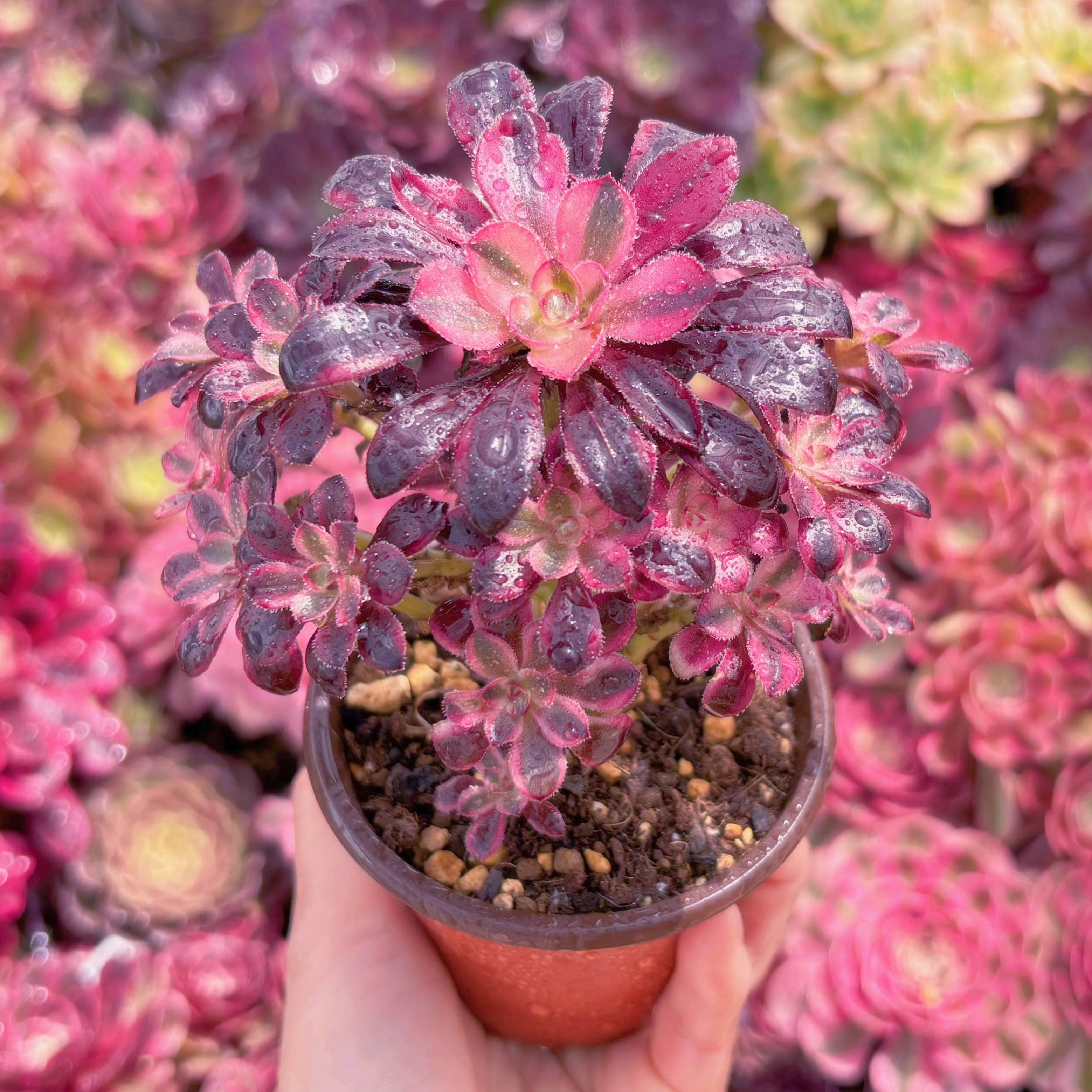 現品　リーナ#768　群生　るる農園