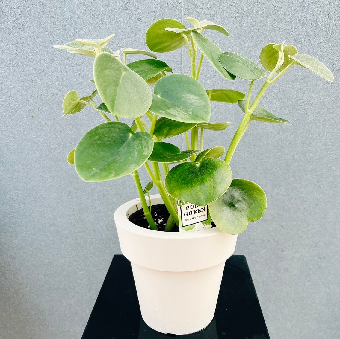 現品］【希少】♡かわいい♡ 2番 ペペロミア ホバリア 5号 観葉植物