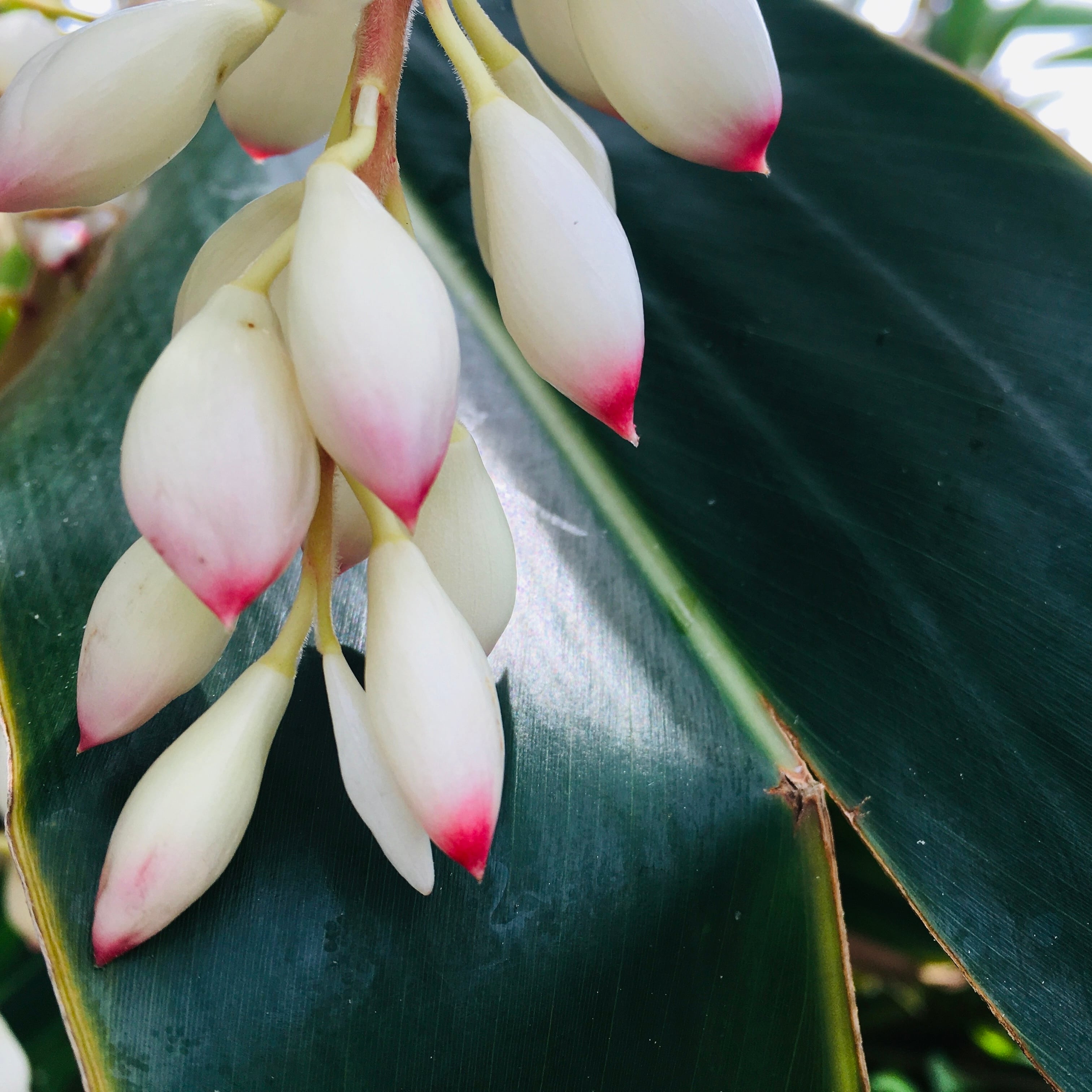 BOTANICAL MIST《 月桃｜shell ginger 》 | REAL PLANTS