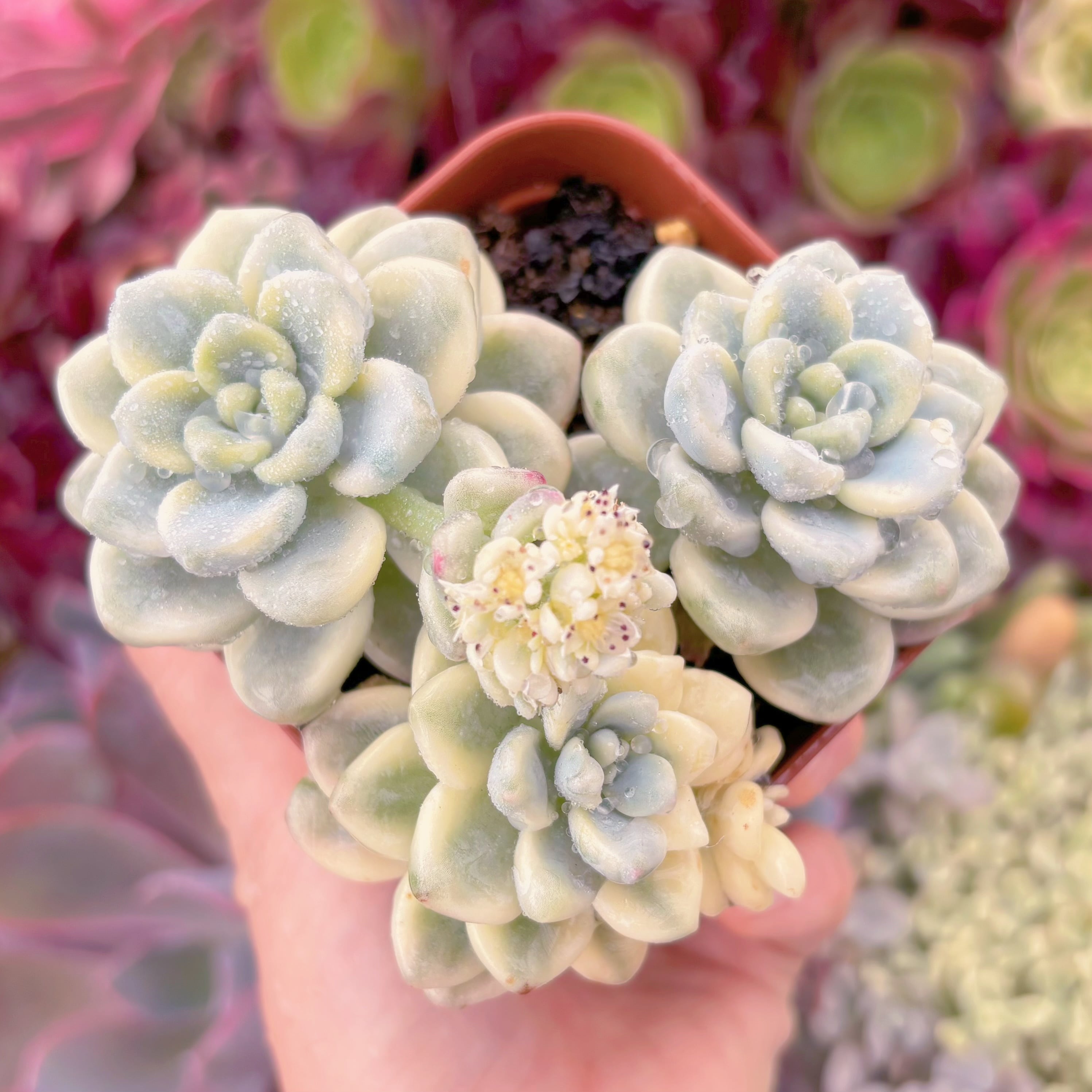 現品　ラウル錦#554　るる農園