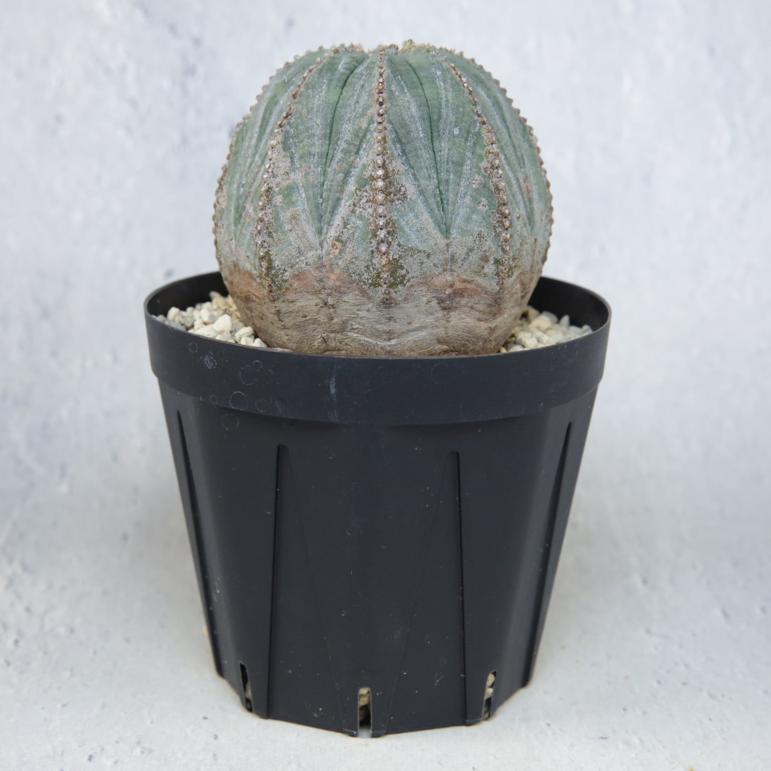 オベサ　コレクション株　まん丸　美型　木質化 木質化 まん丸 オベサ / ユーフォルビア | LIGHTHOUSE.PLANTS - 海外