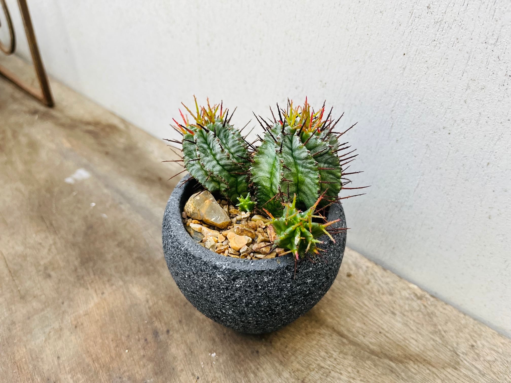 Euphorbia Horrida ユーフォルビア・ホリダ 群生 多肉植物 | plants