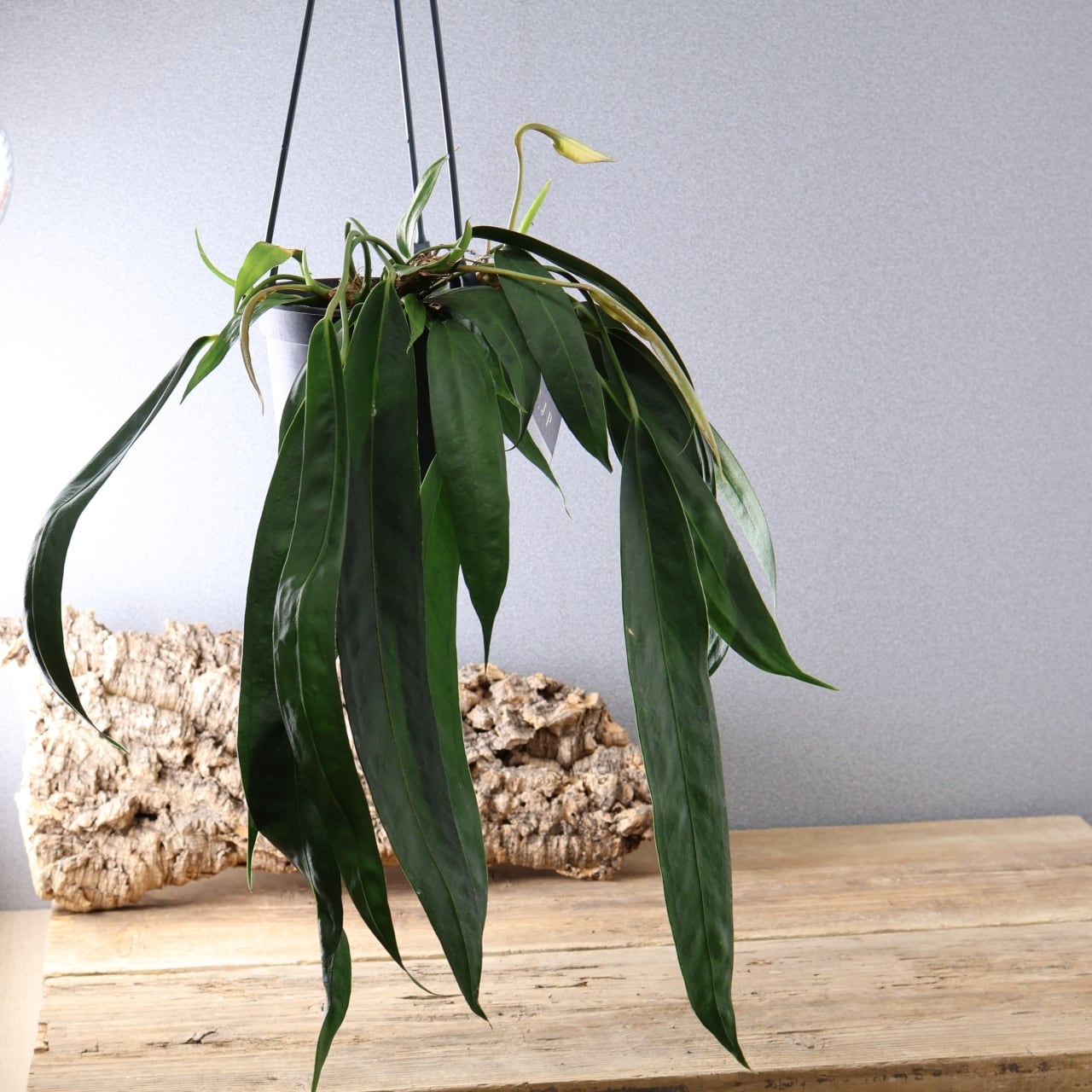 360 流れるリボンリーフ『アンスリウム ウェンドリンゲリ』観葉植物