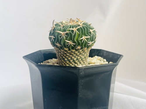 Echinofossulocactus phyllacanthus　エキノフォスロカクタス　白玉 　サボテン