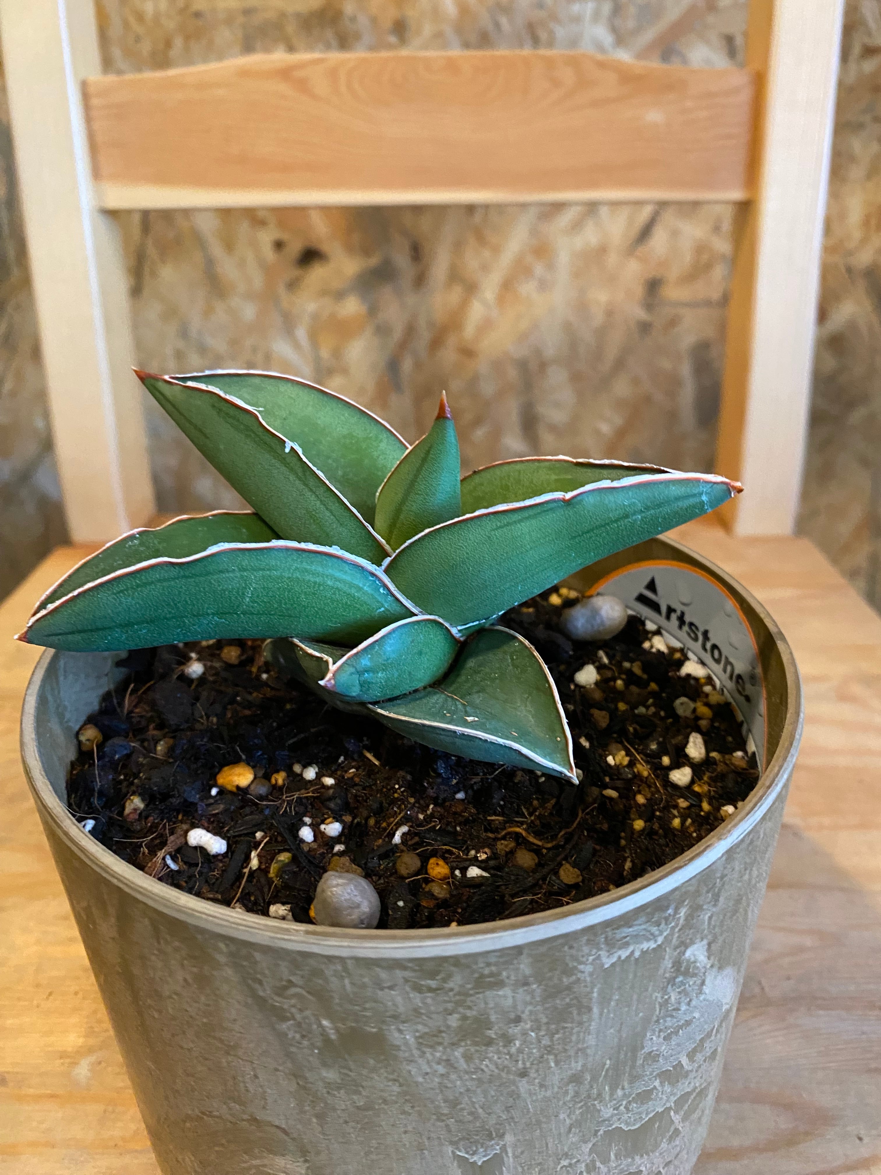 サンセベリア エレンベルギー 個体サイズ H7cm W 11cm アートストーン