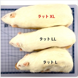 ラット XL 1匹