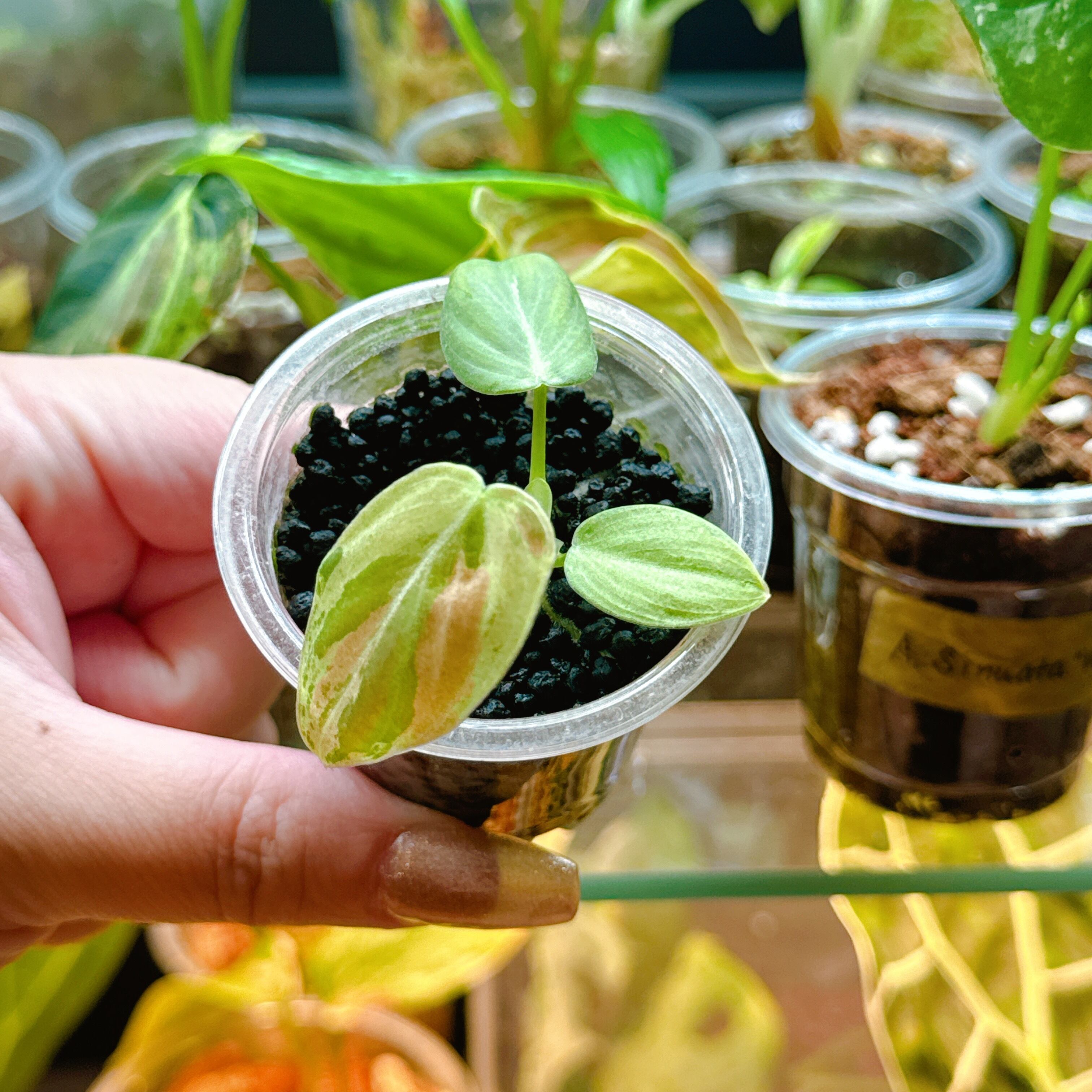 限定板付！」X502 密林！ビカクシダ XLサイズ リドレイ 10/28輸入