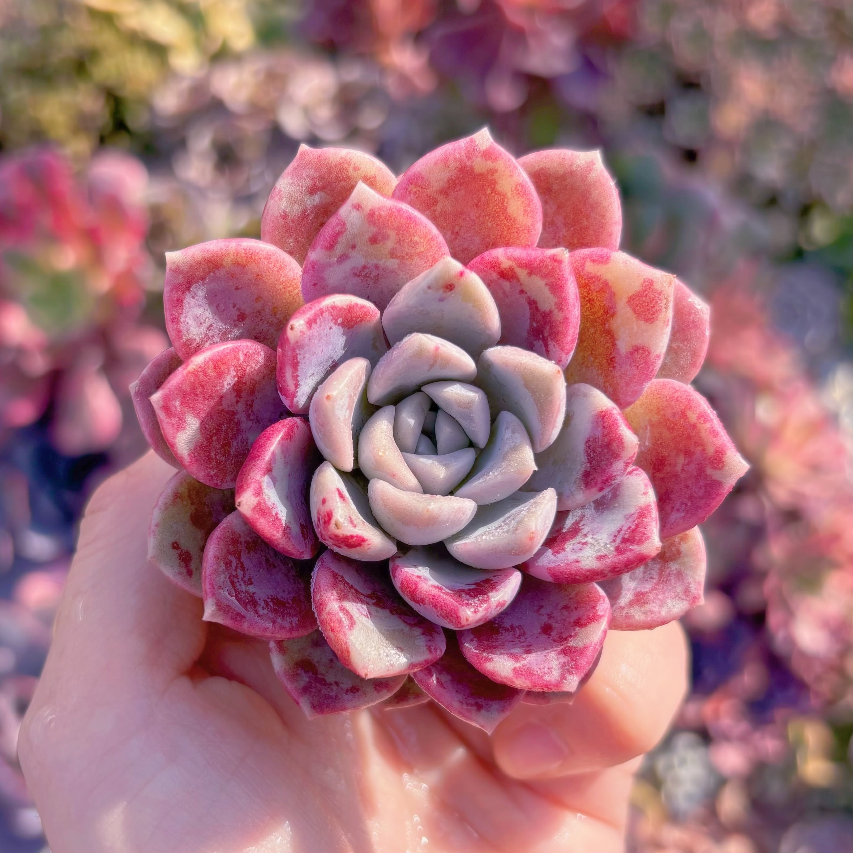 多肉植物　ピンクブルーズ　新入荷　るる農園