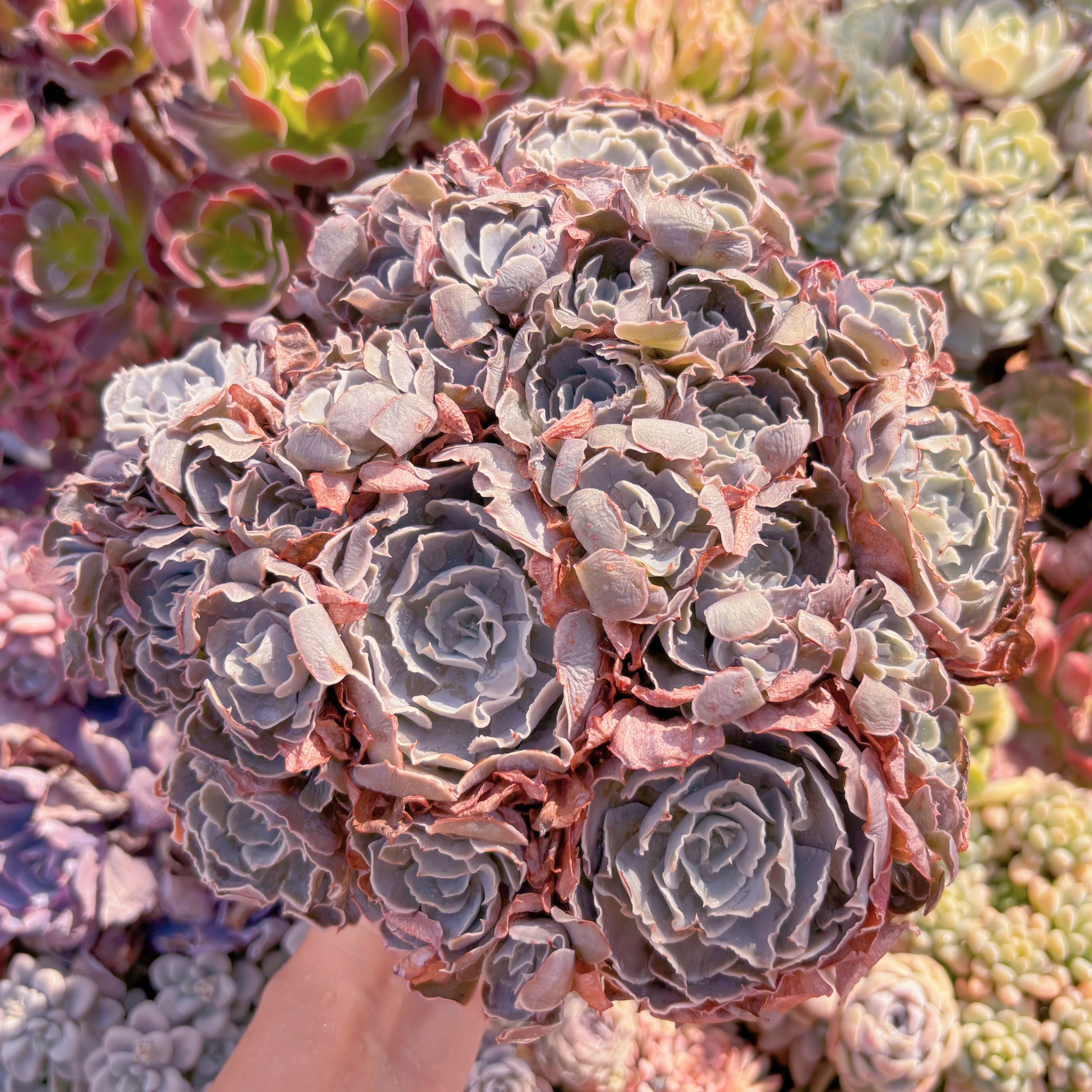 現品　Echeveria shaviana 'Truffles'#549　特大群生　るる農園