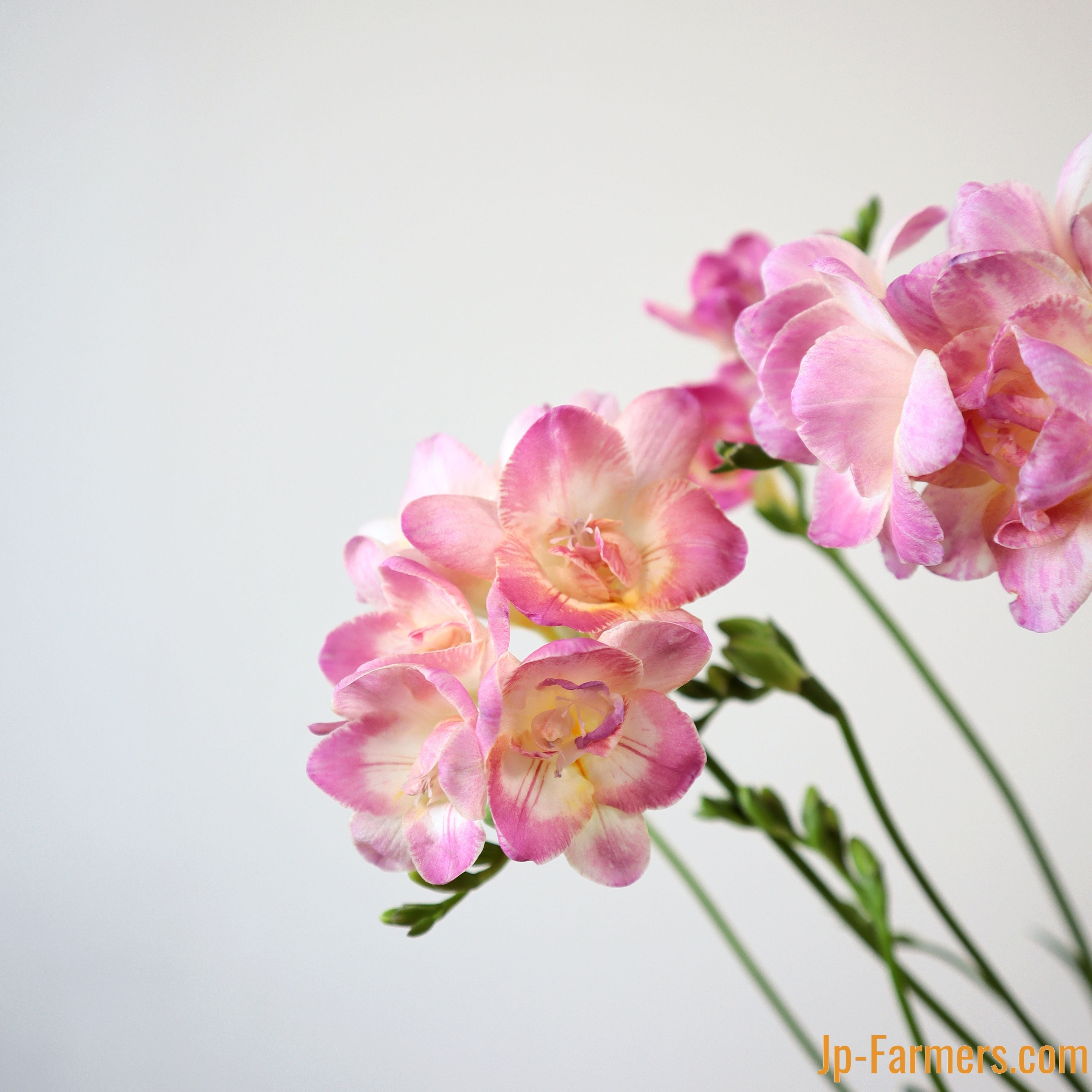 飾る香水！希少なピンクのフリージア ロザリオ（八重咲き） 20本 高