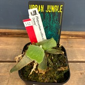 【クリアランス】ビカクシダ　ジェニー　P. willinckii 'Jenny'【542】