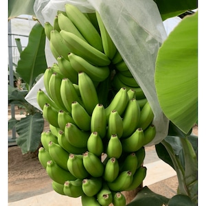 ［送料無料］バナナファーム壱岐の皮ごと食べられる国産無農薬バナナ