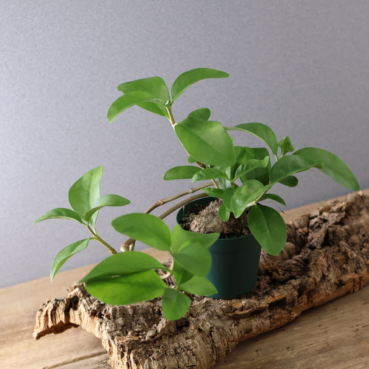 359 アリと共生する不思議植物『ヒドノフィツム フォルミカルム』観葉