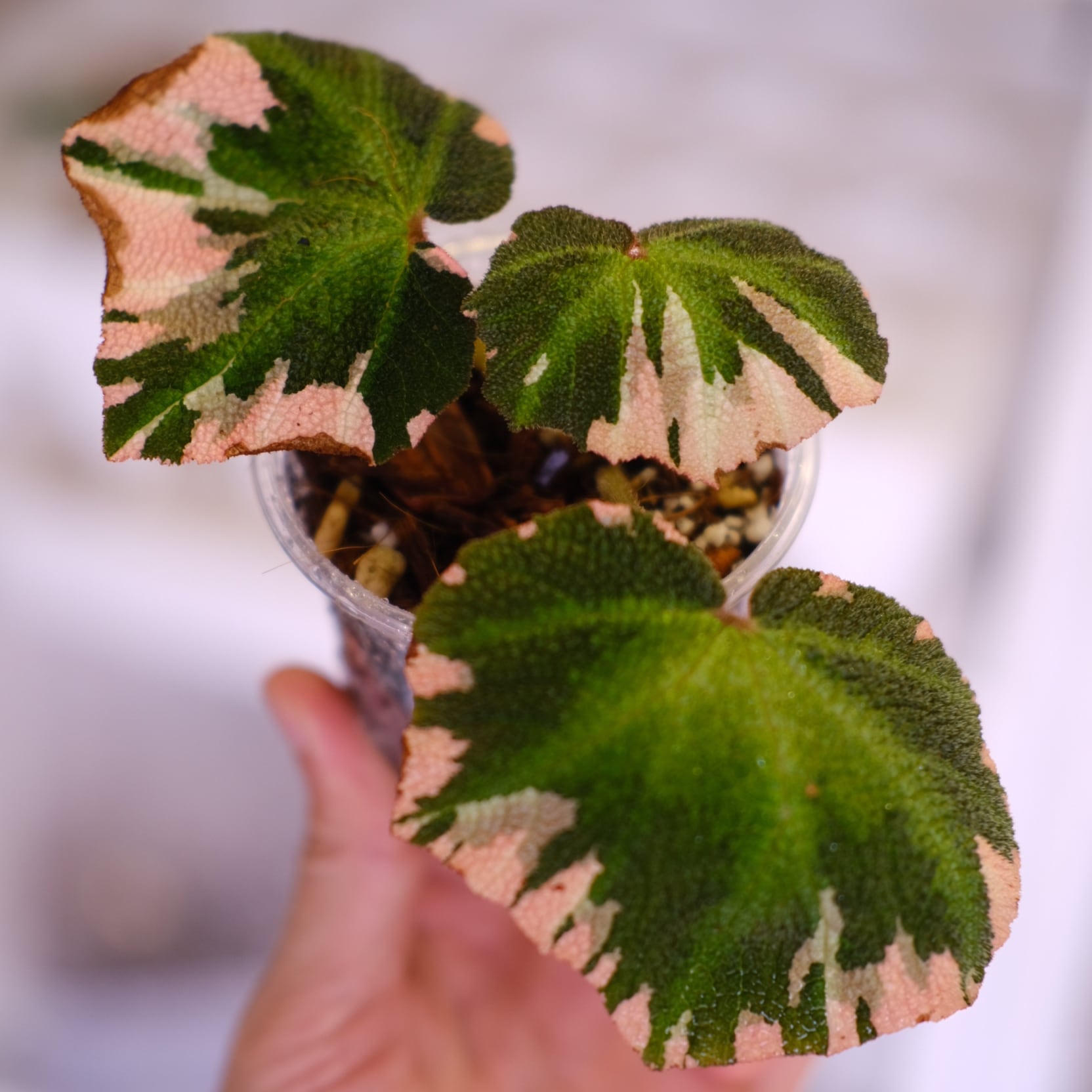 Begonia soli mutata Variegated / ベゴニア ソリムタータ