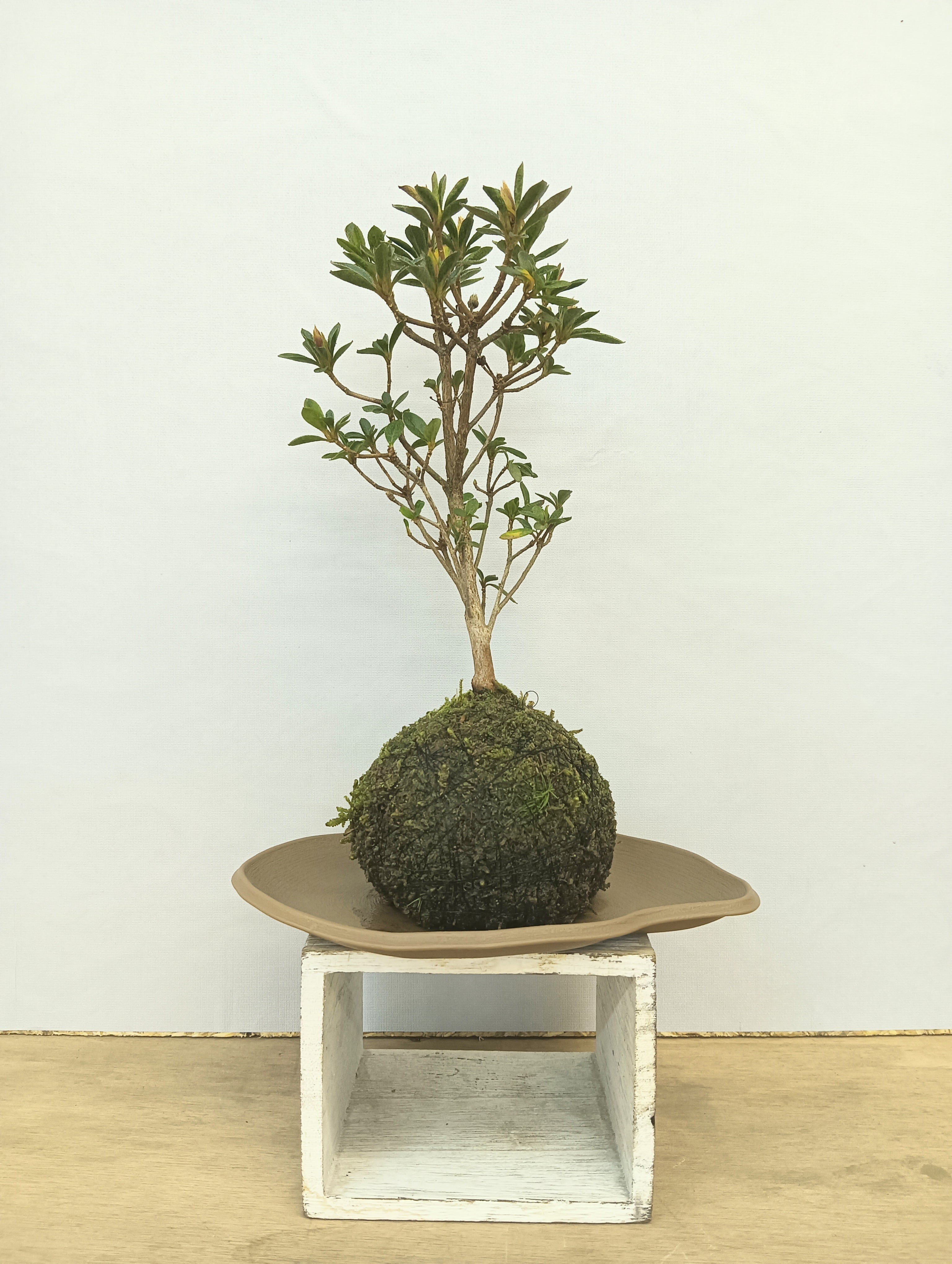 販売再開★継足品★10個セット◎ハイ苔4年物◎造園/苔玉★厚2〜3/長47幅32 nanyabu2019d.jpg