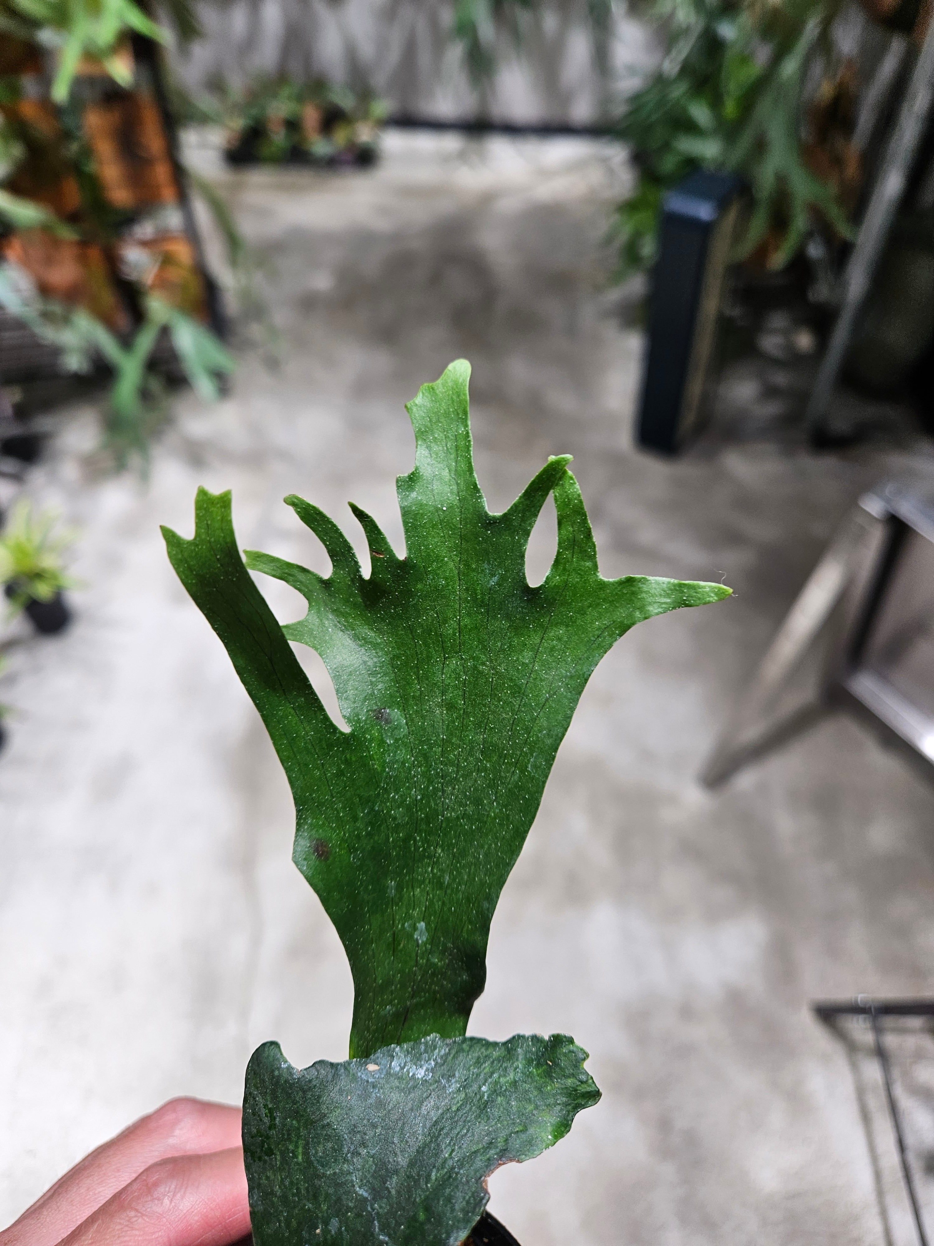P.Willinckii Dwarf Tatsuta 【artPLANTs】ビカクシダ/Platycerium