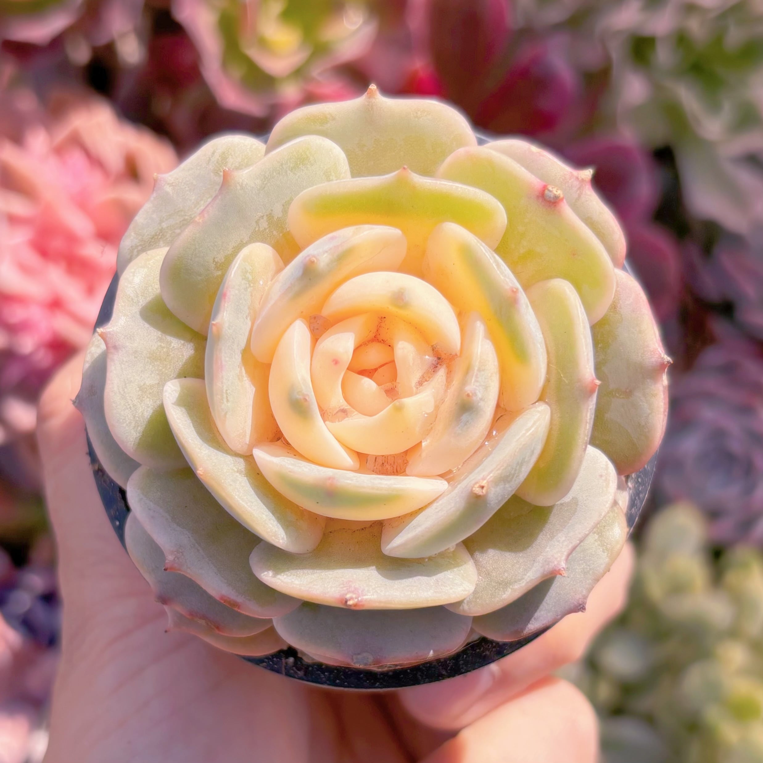 現品　ローラ錦#881　るる農園