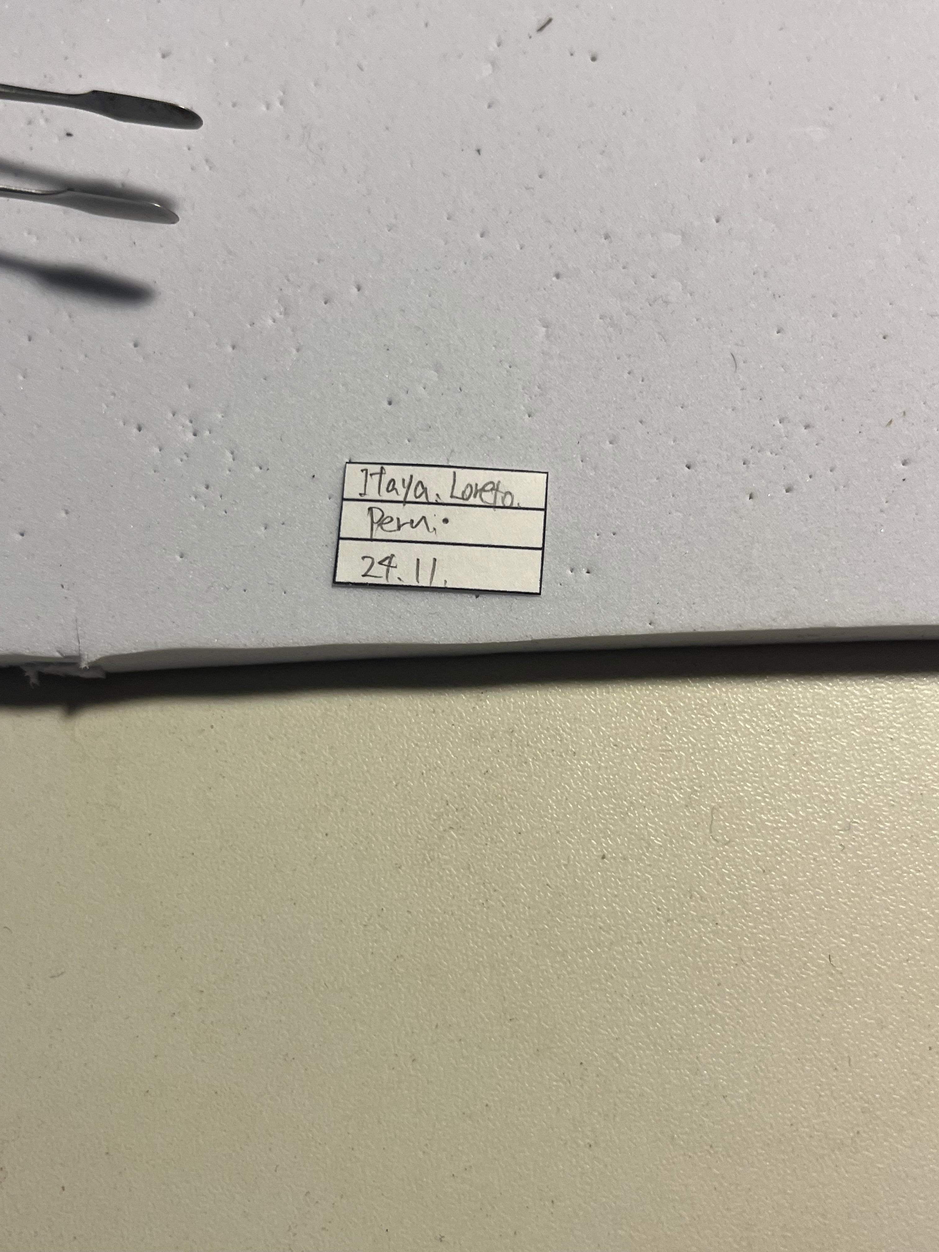 63mm】Mallaspis scutellarisカミキリ 標本ナンベイオオタガメ