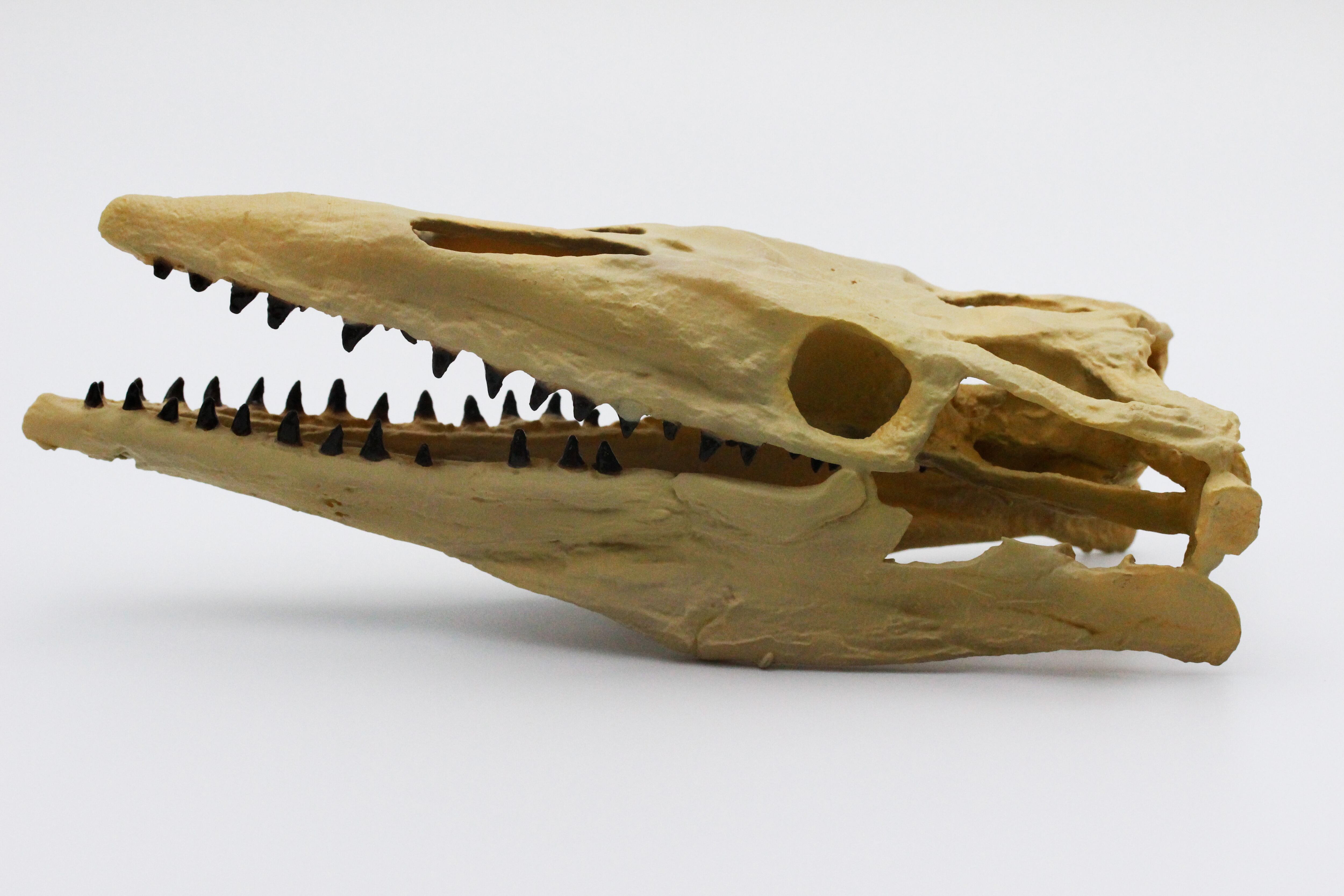 モロッコ モササウルス 頭骨 化石 インテリア 恐竜 古生物 /剥製