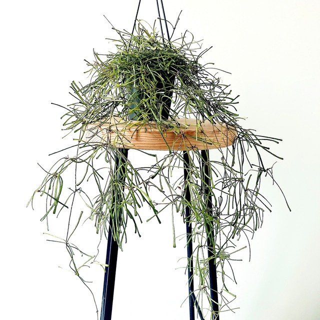ホヤ レツーサ ボリューム株 観葉植物 calm cafe