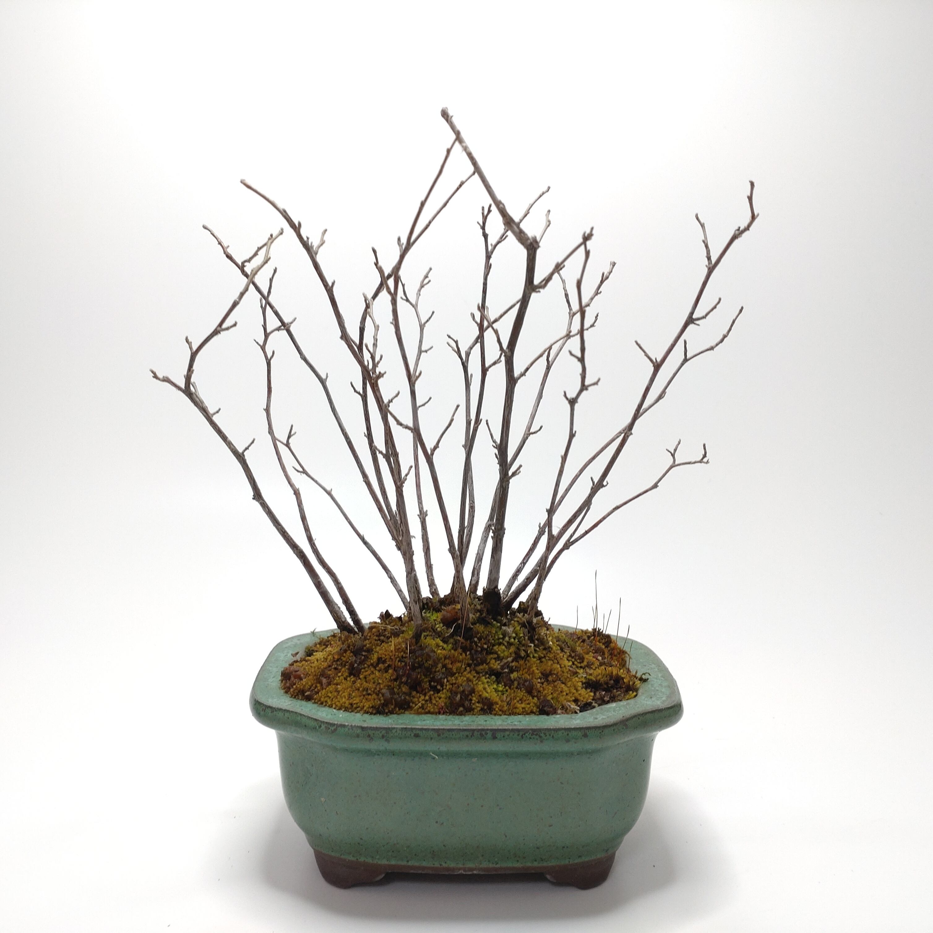 ヤマコウバシ盆栽 SS016 | 盆栽創【Bonsaisou】