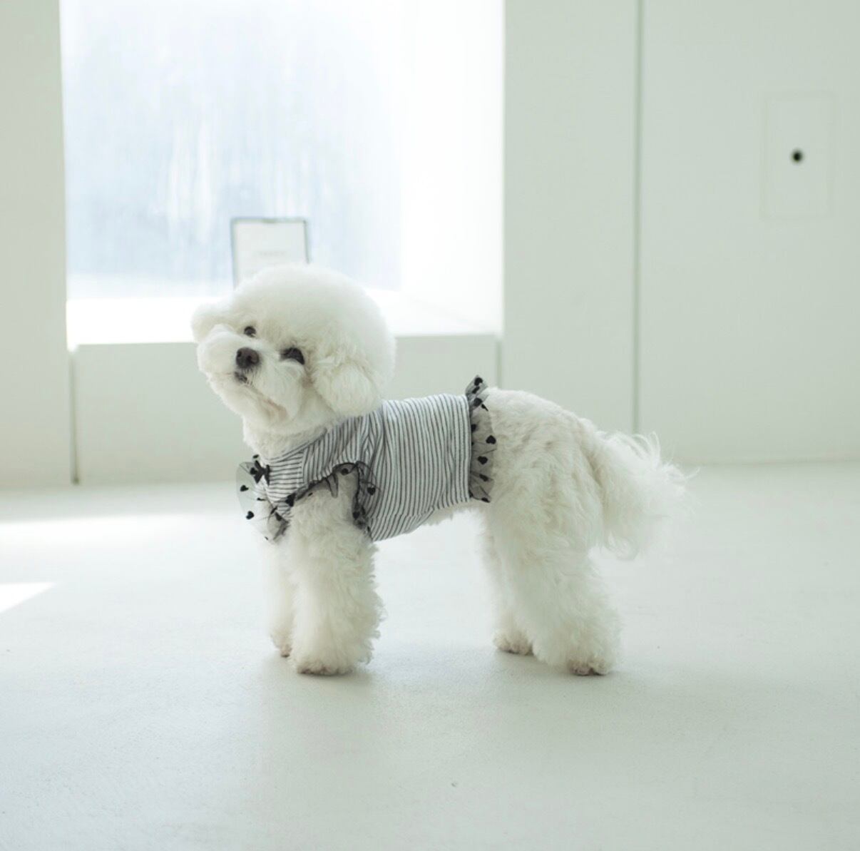 【Coco Chien 】グリビティシャツ