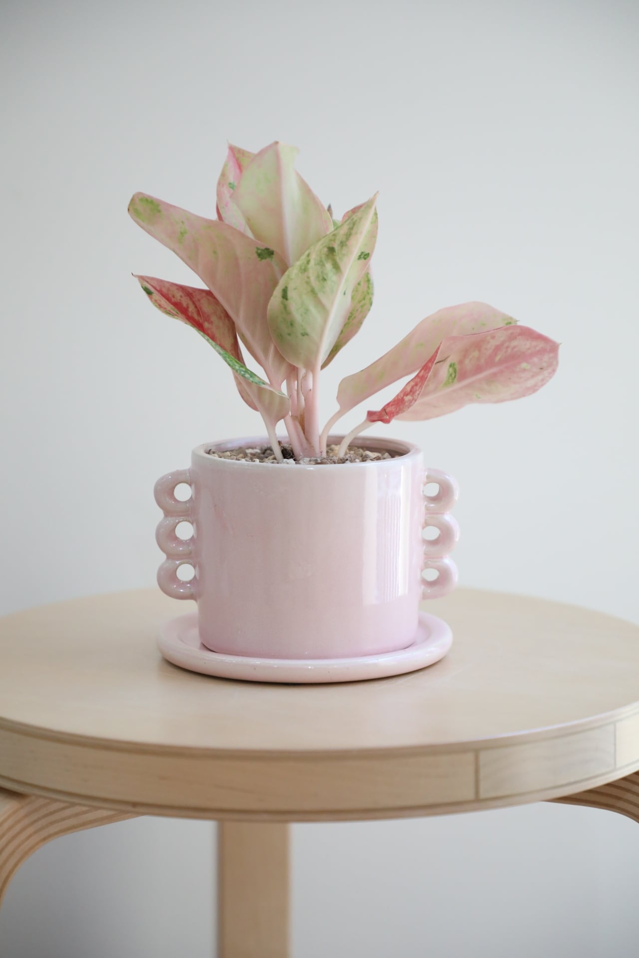 M】アグラオネマ ピンクイメリタスローズ/Aglaonema | 【厳選植物・器